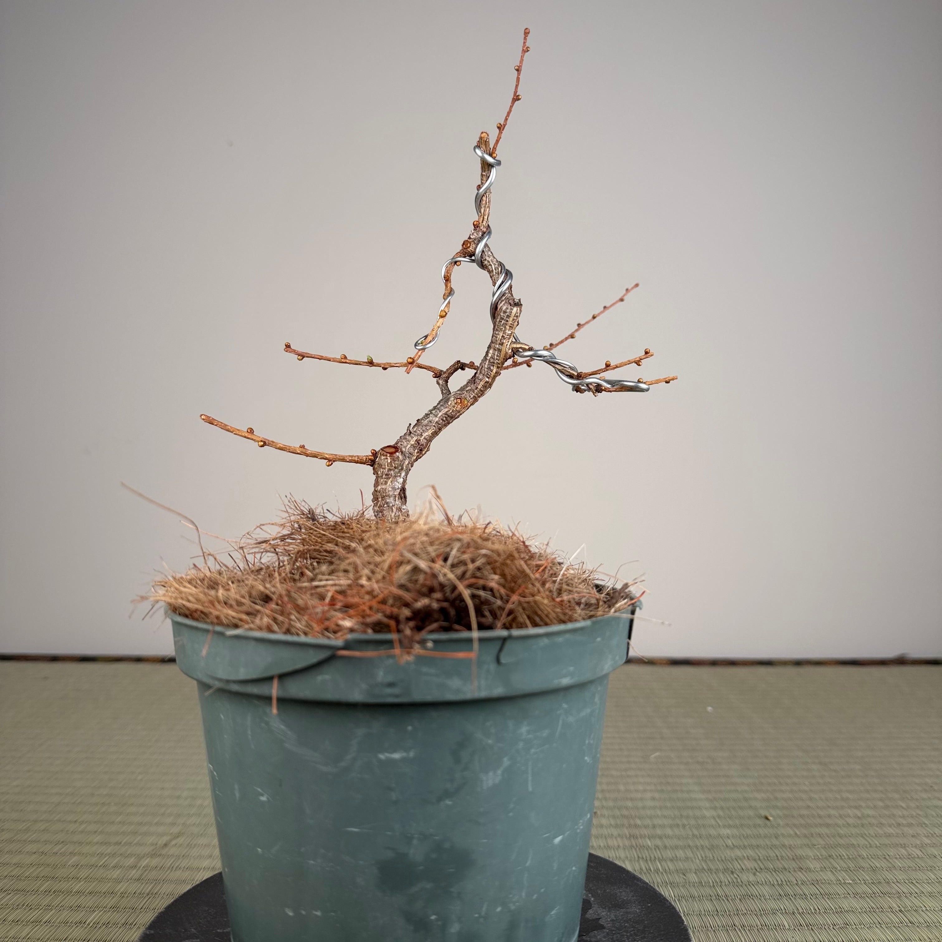 Larix leptolepsis