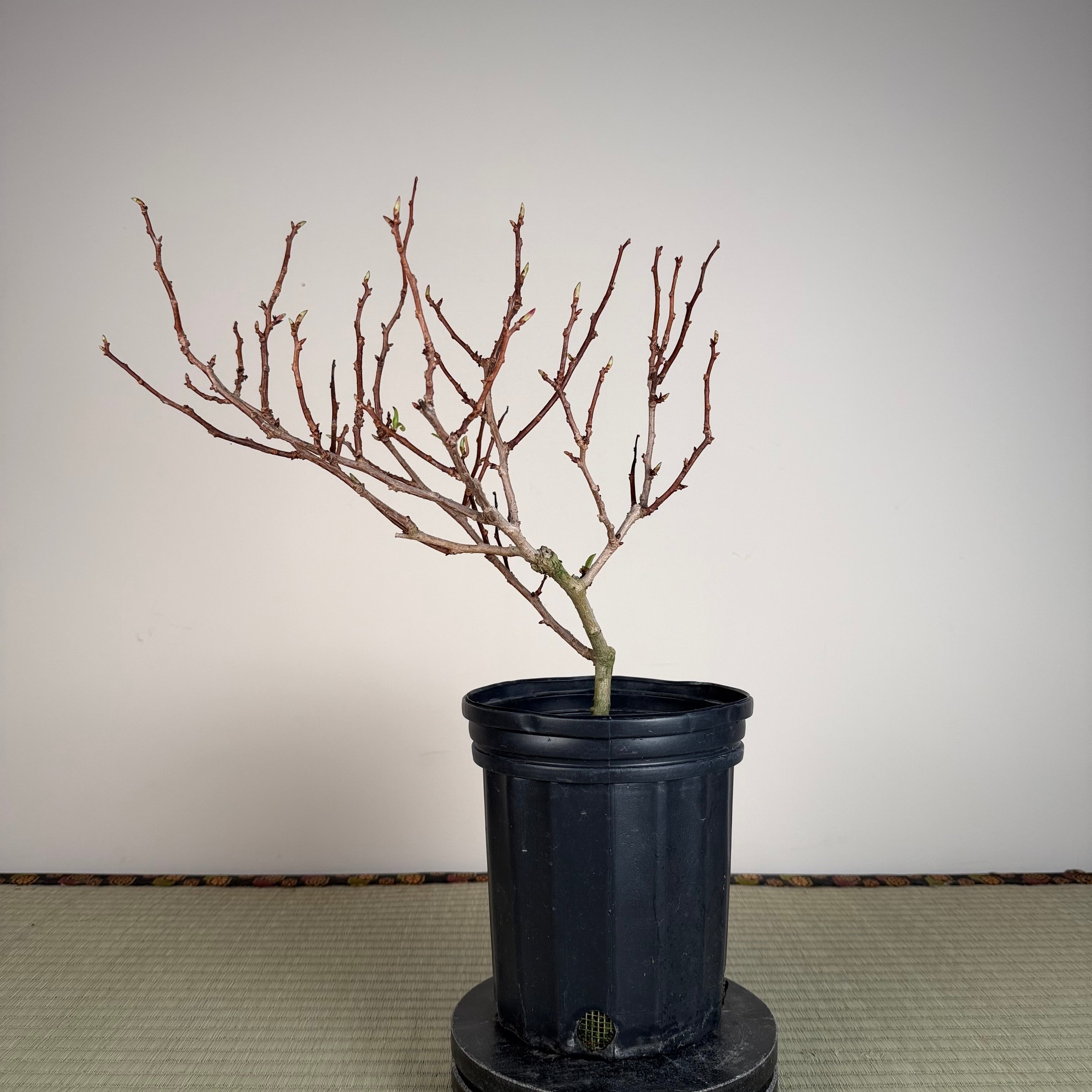 Kadsura japonica