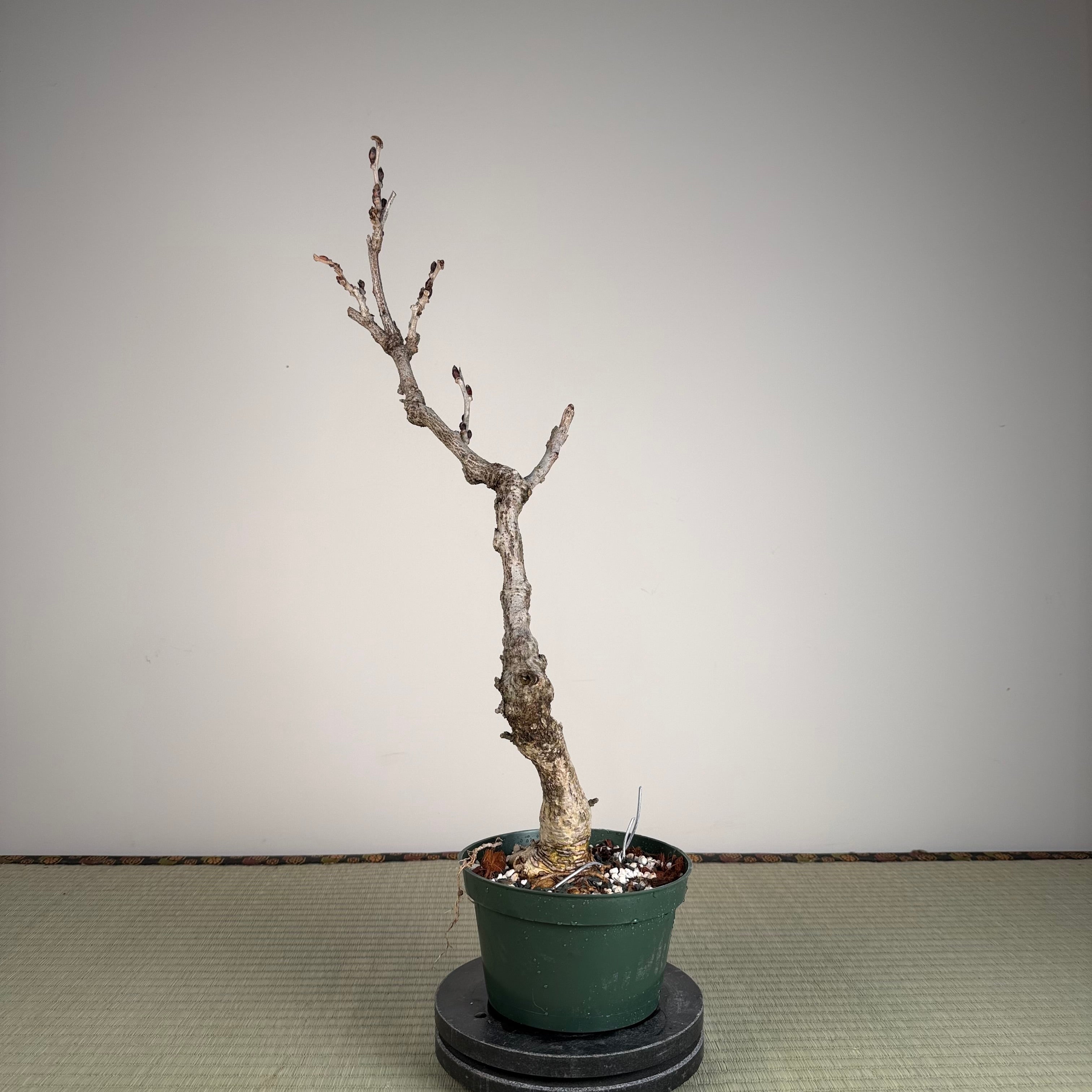 Wisteria floribunda