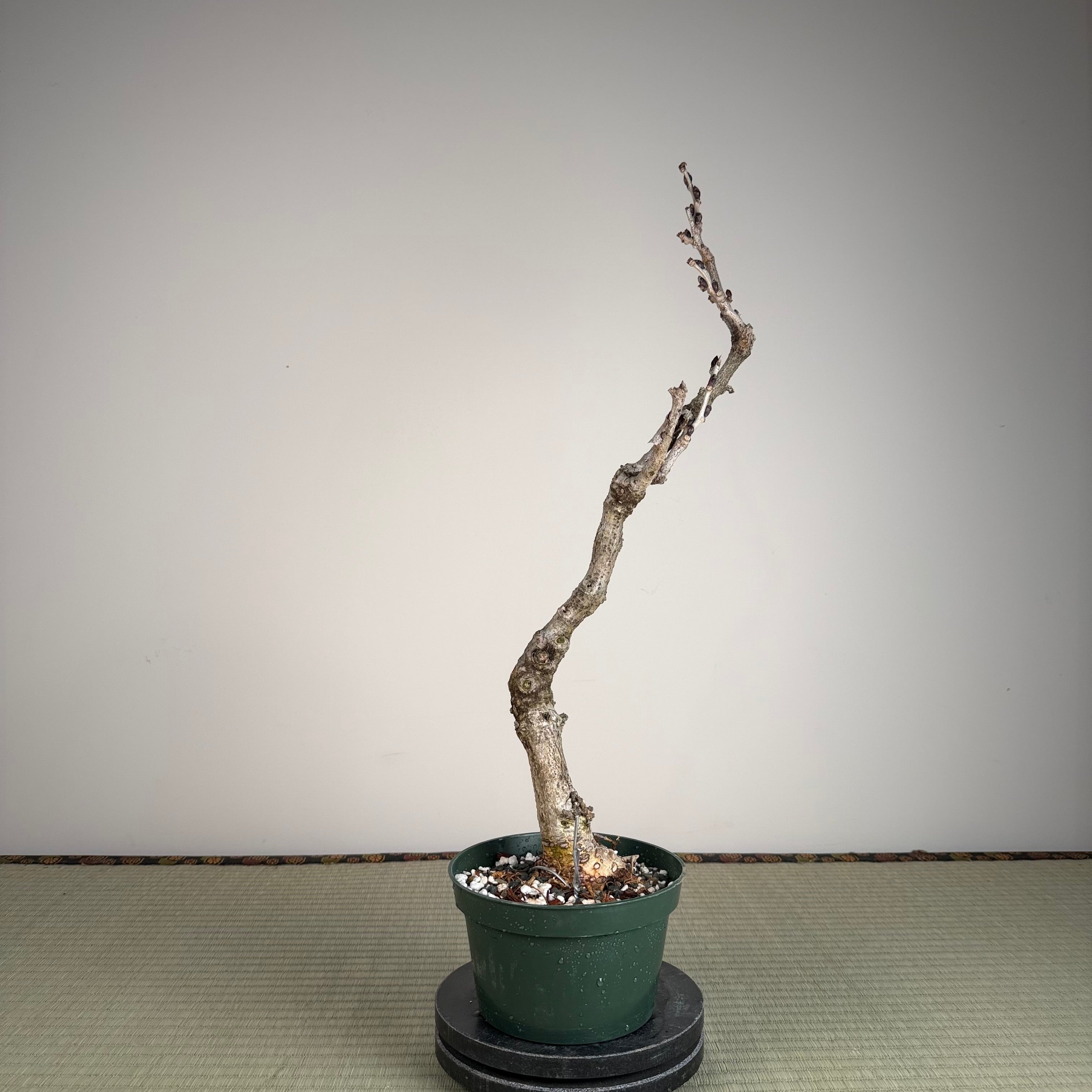 Wisteria floribunda