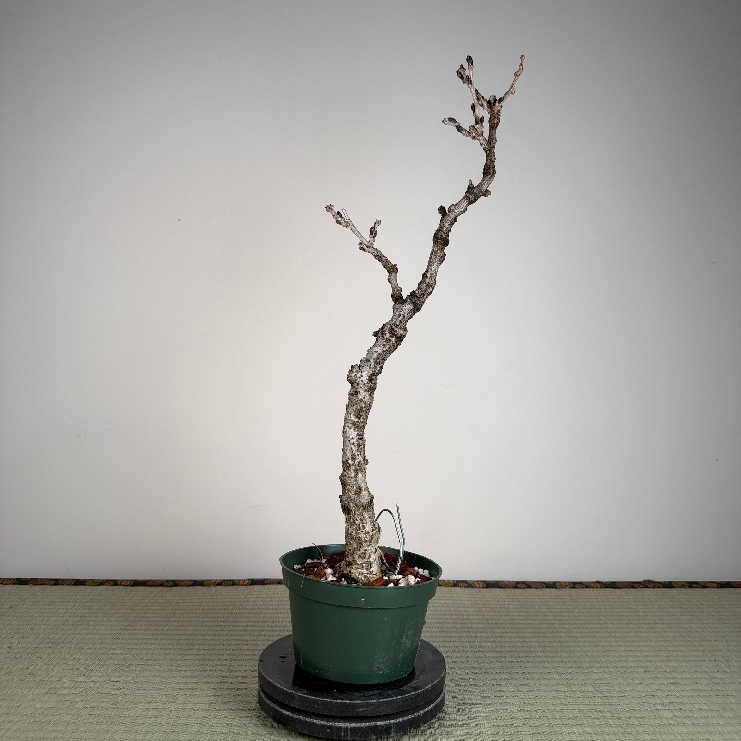 Wisteria floribunda