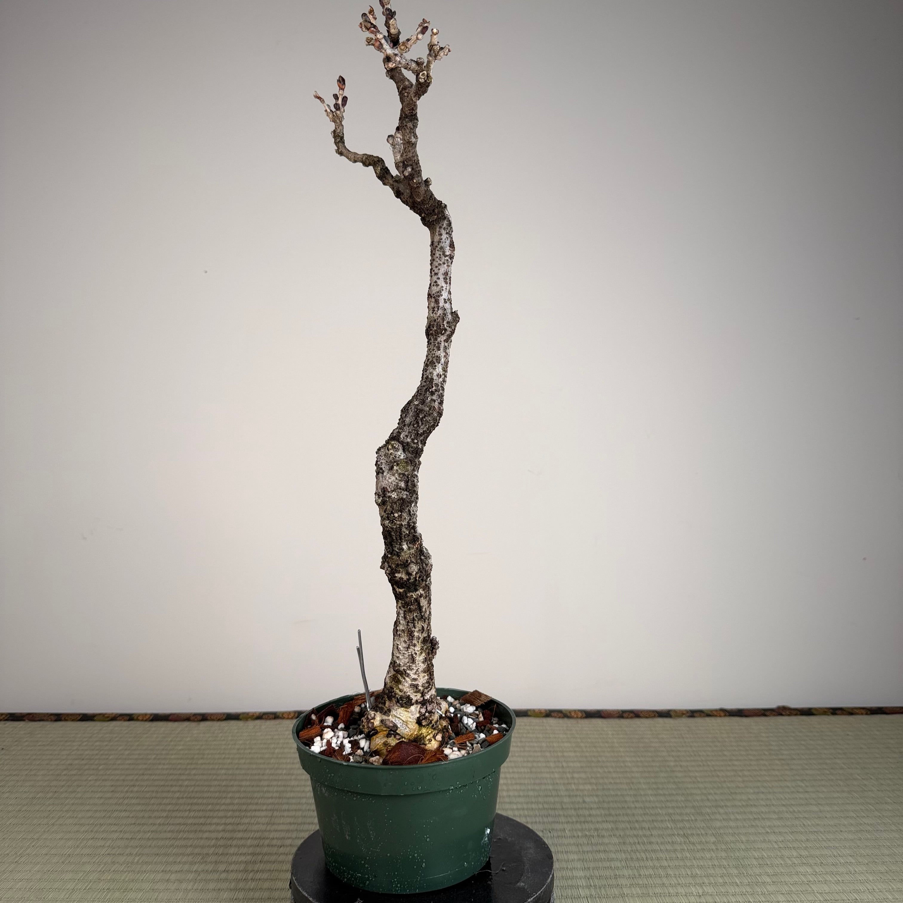 Wisteria floribunda