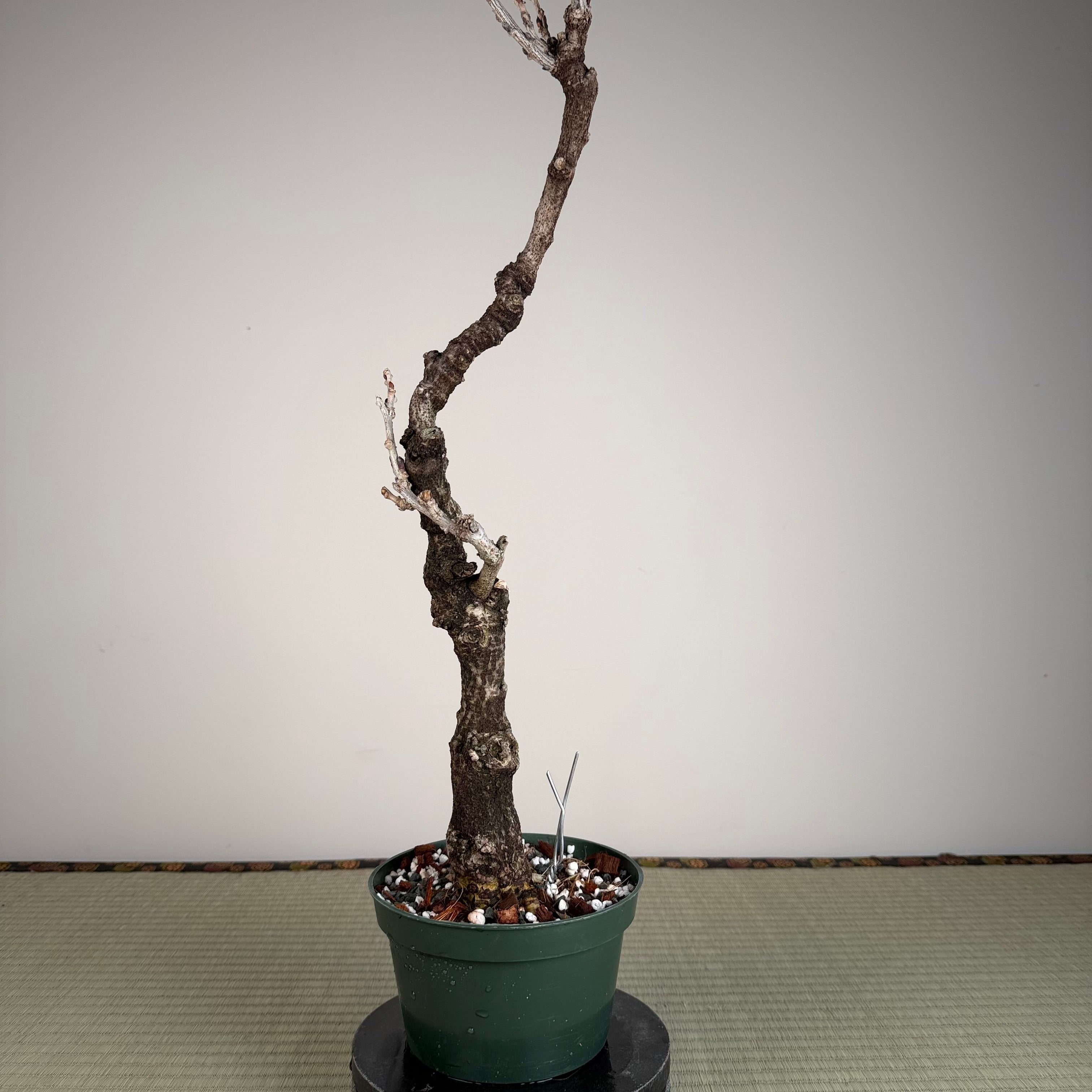 Wisteria floribunda