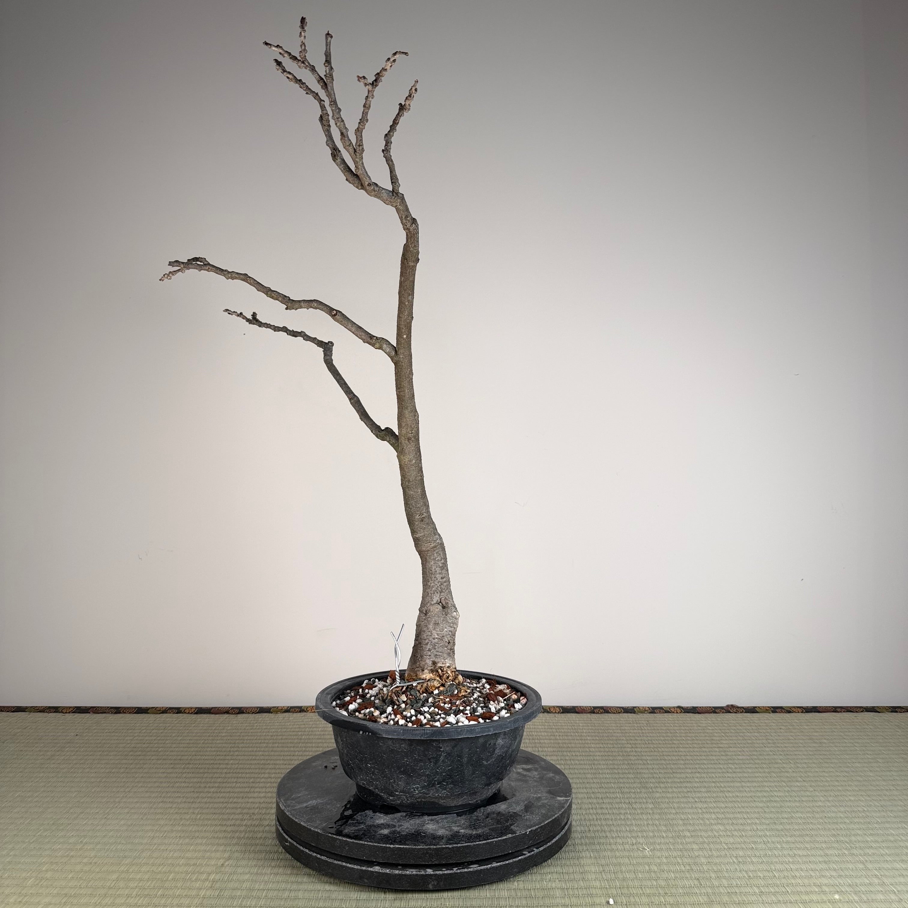 Wisteria floribunda (white)