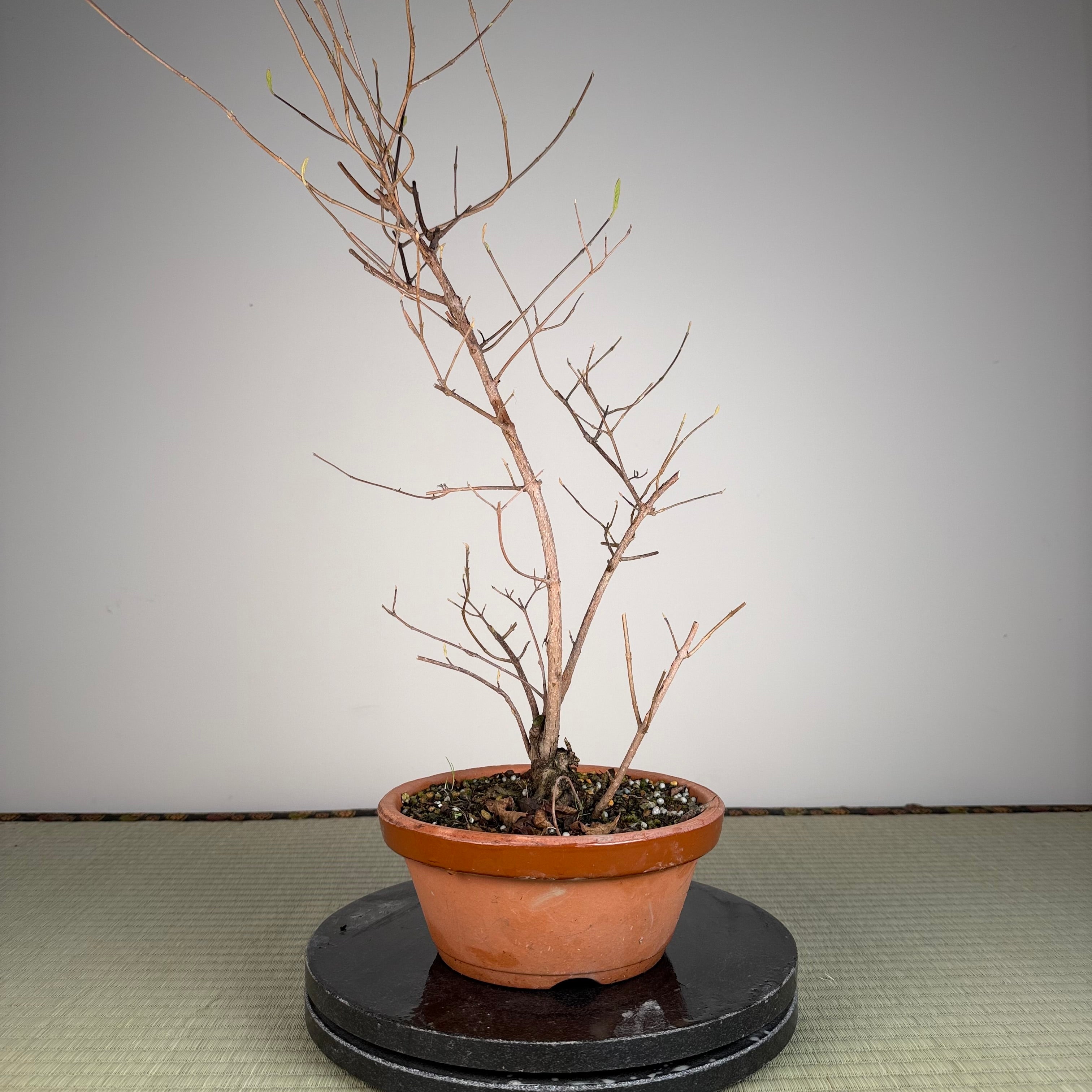 Callicarpa japonica