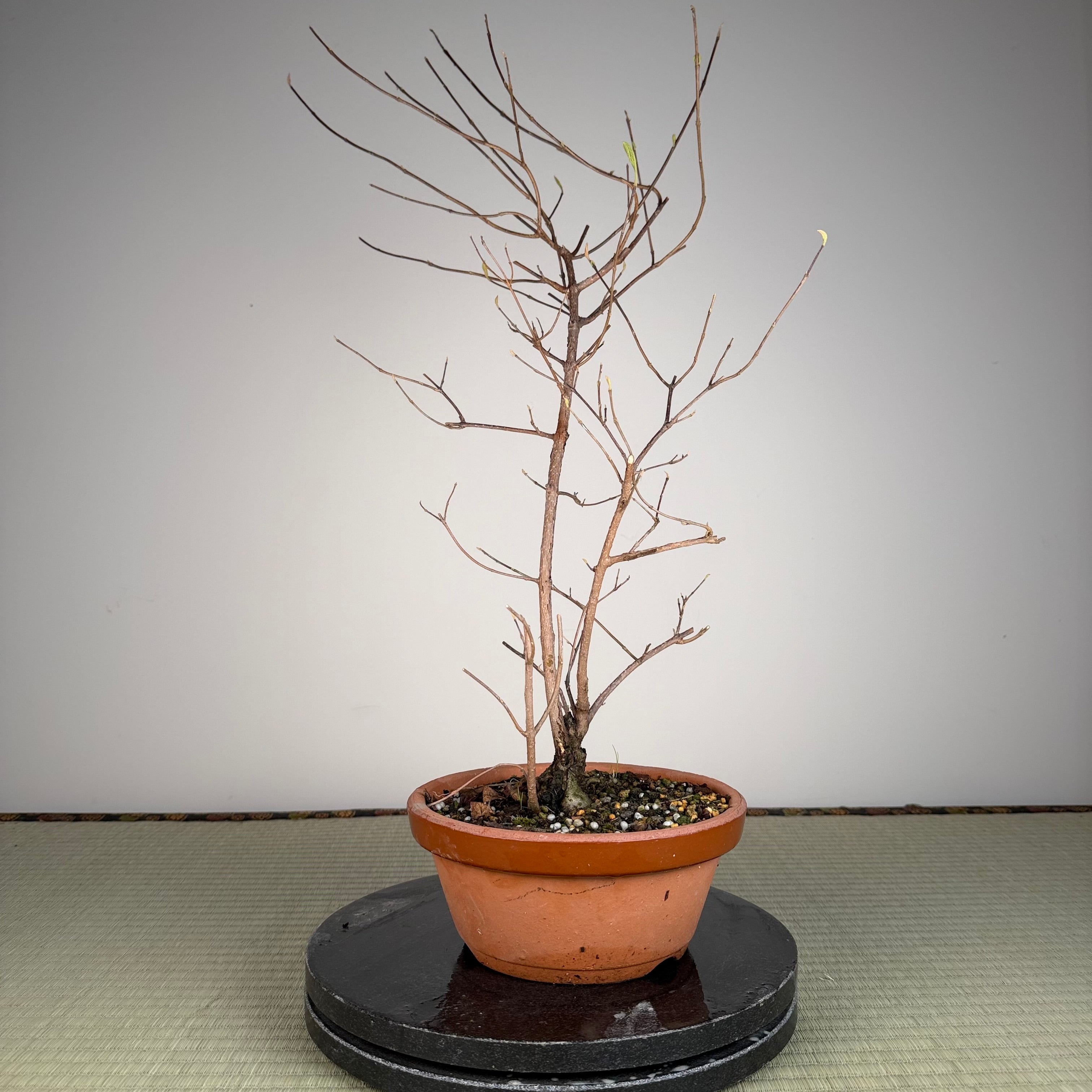 Callicarpa japonica