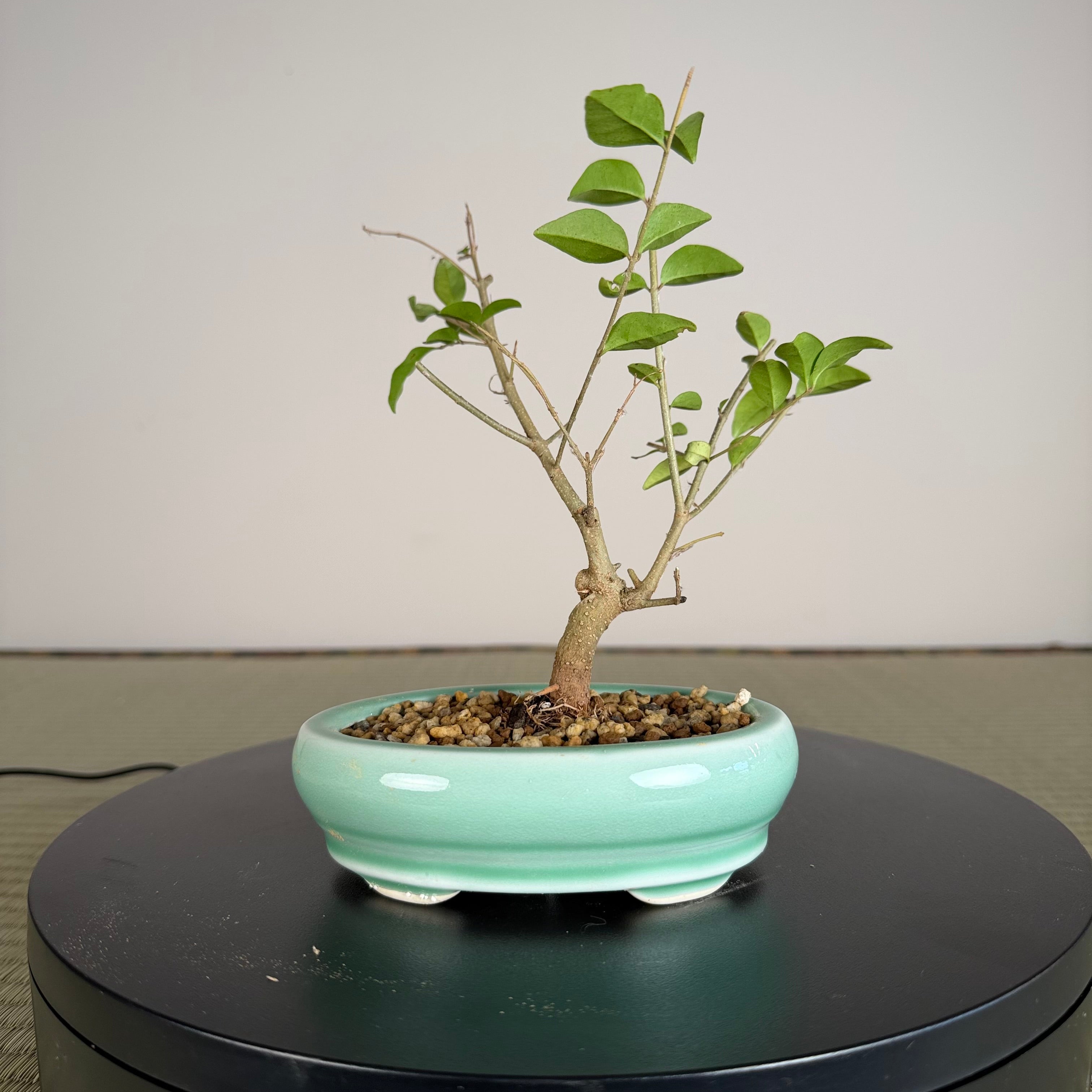 Chinese Privet
