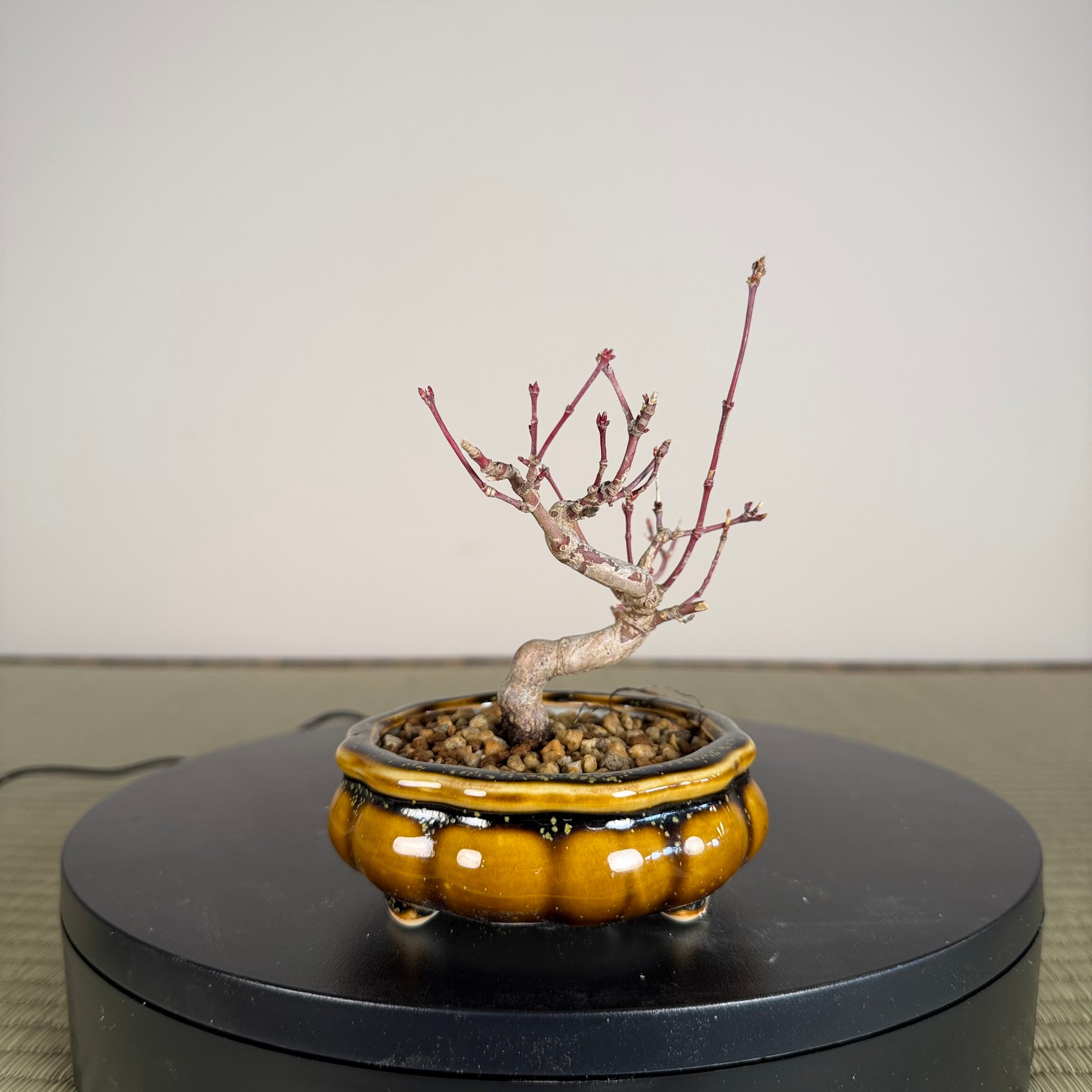 Japanese Maple