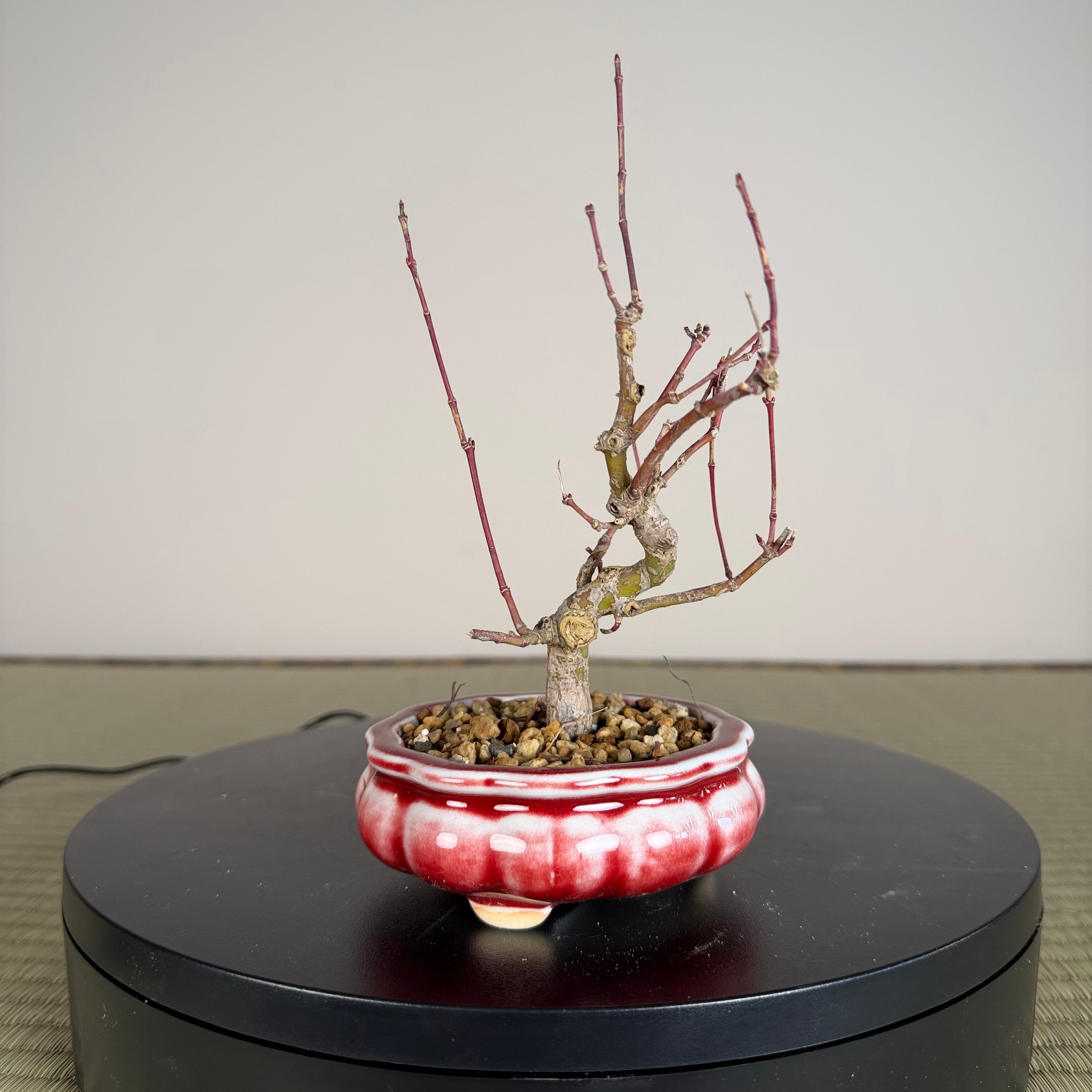 Japanese Maple
