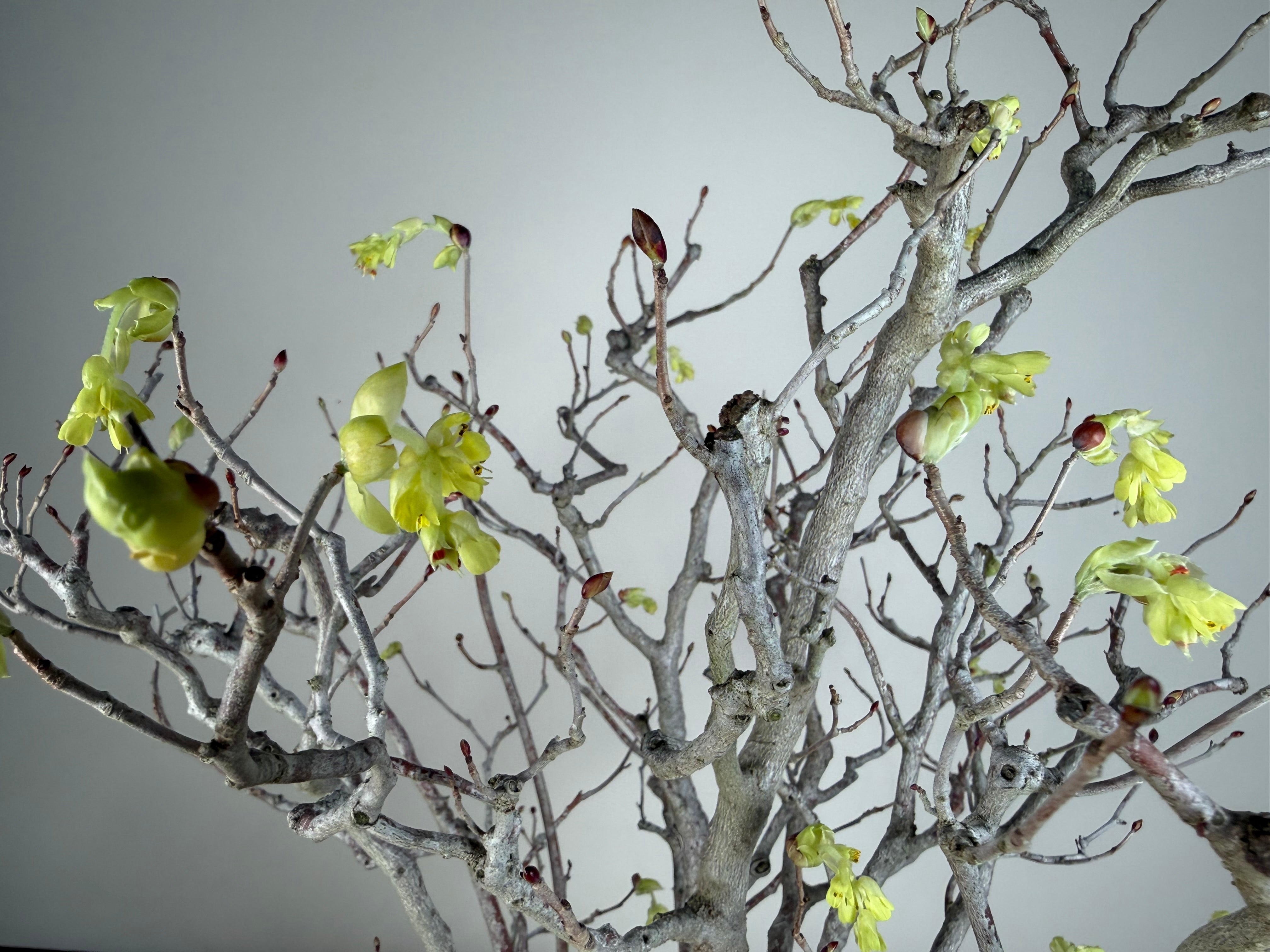 Corylopsis spicata