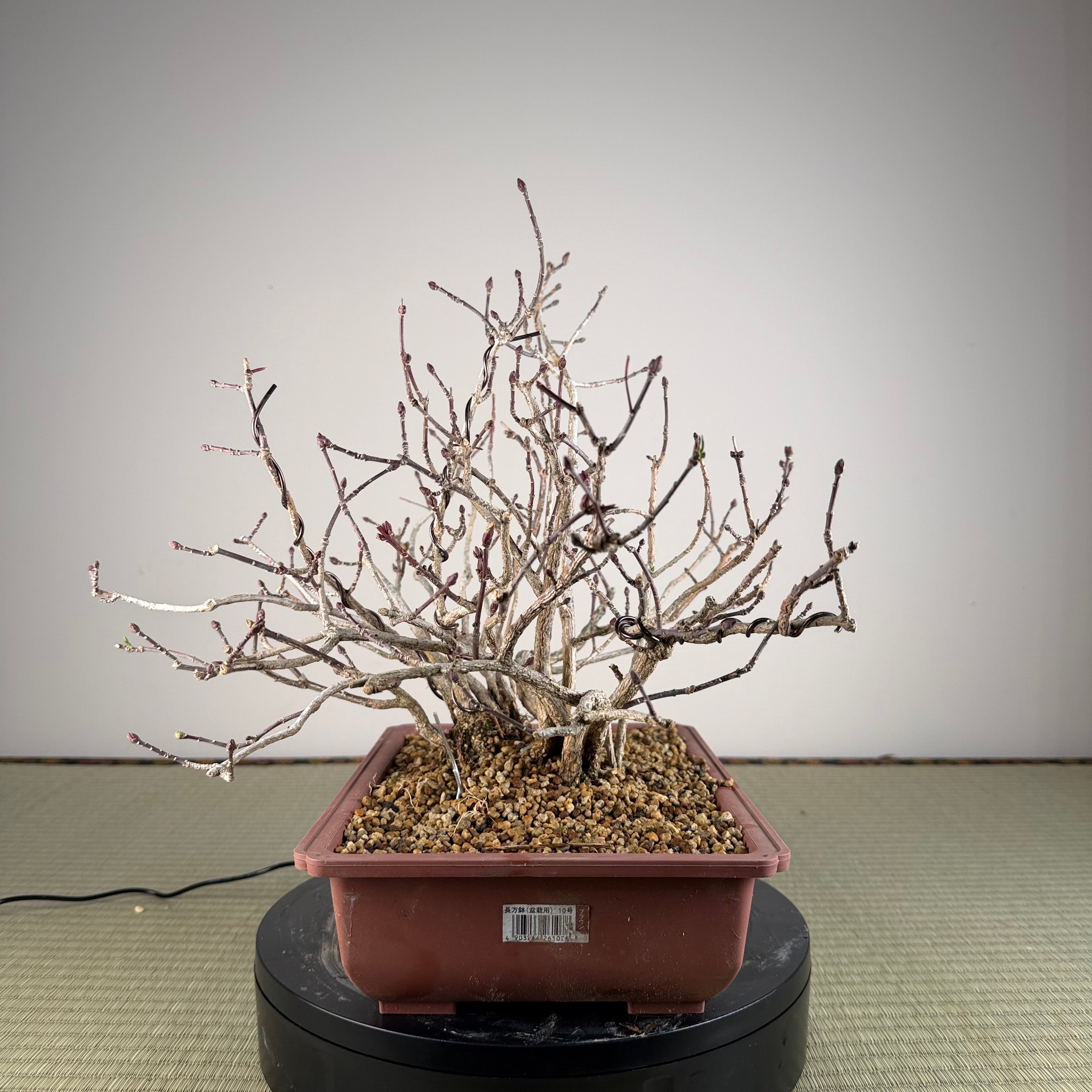 Euonymus