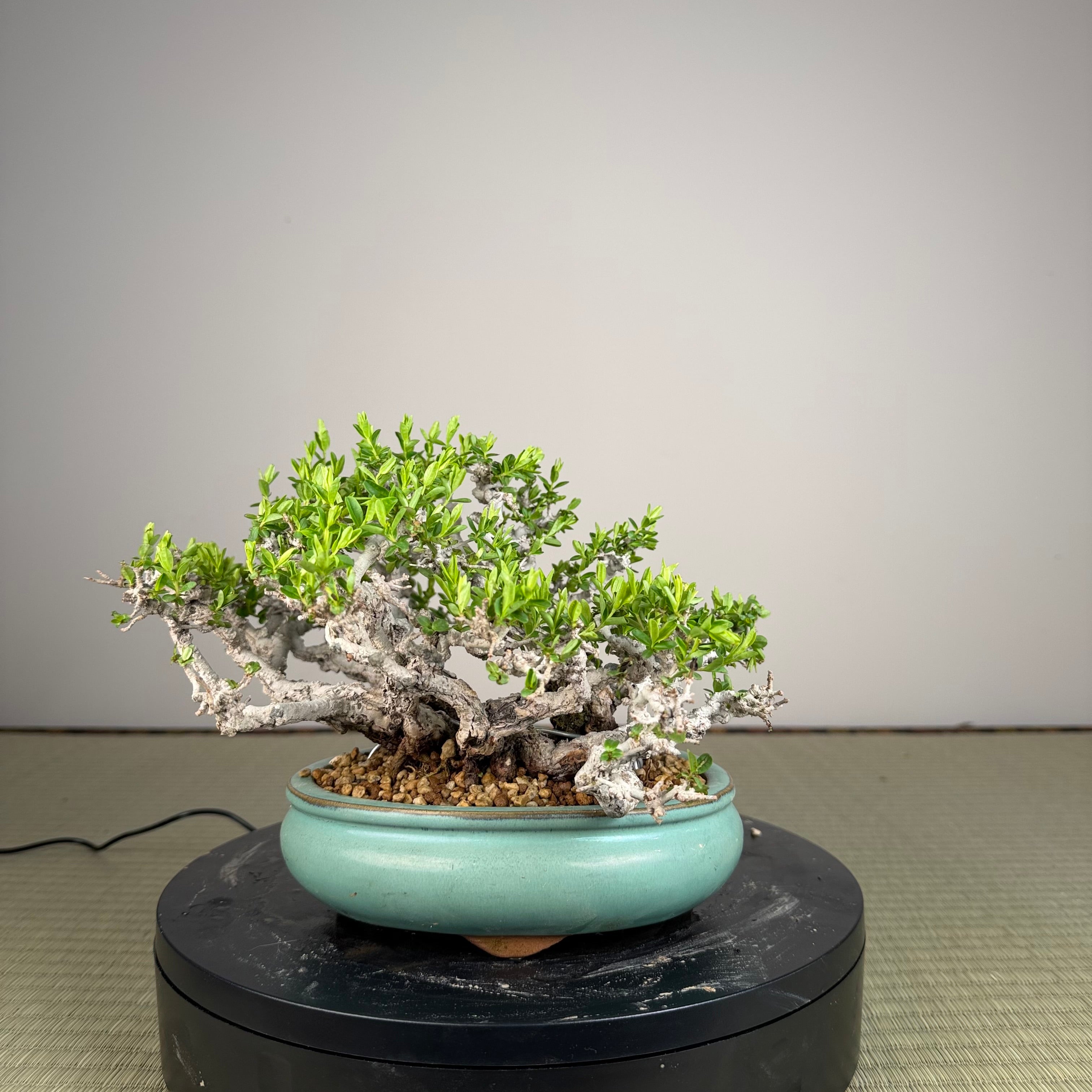 Ligustrum