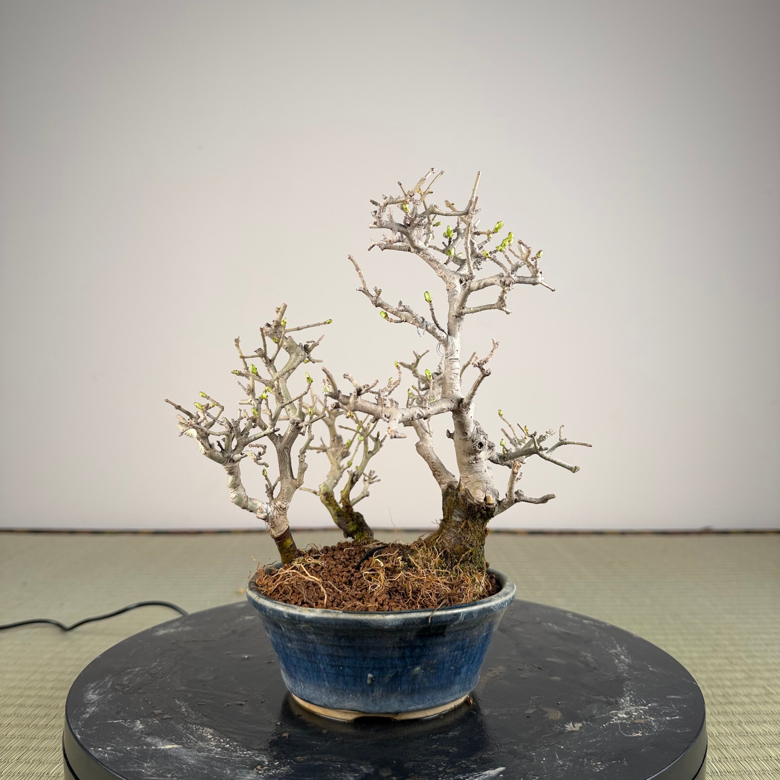 Ligustrum