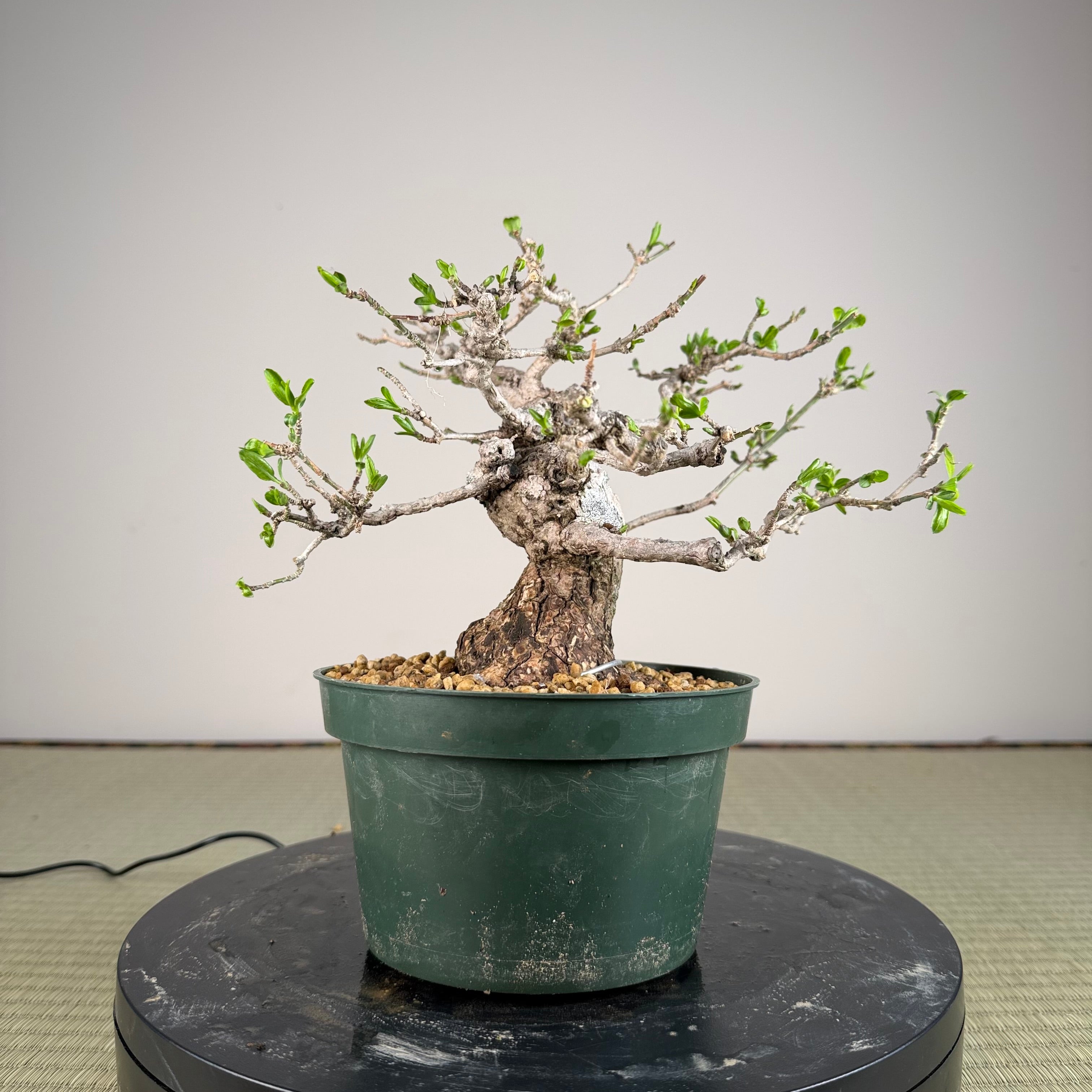 Euonymus