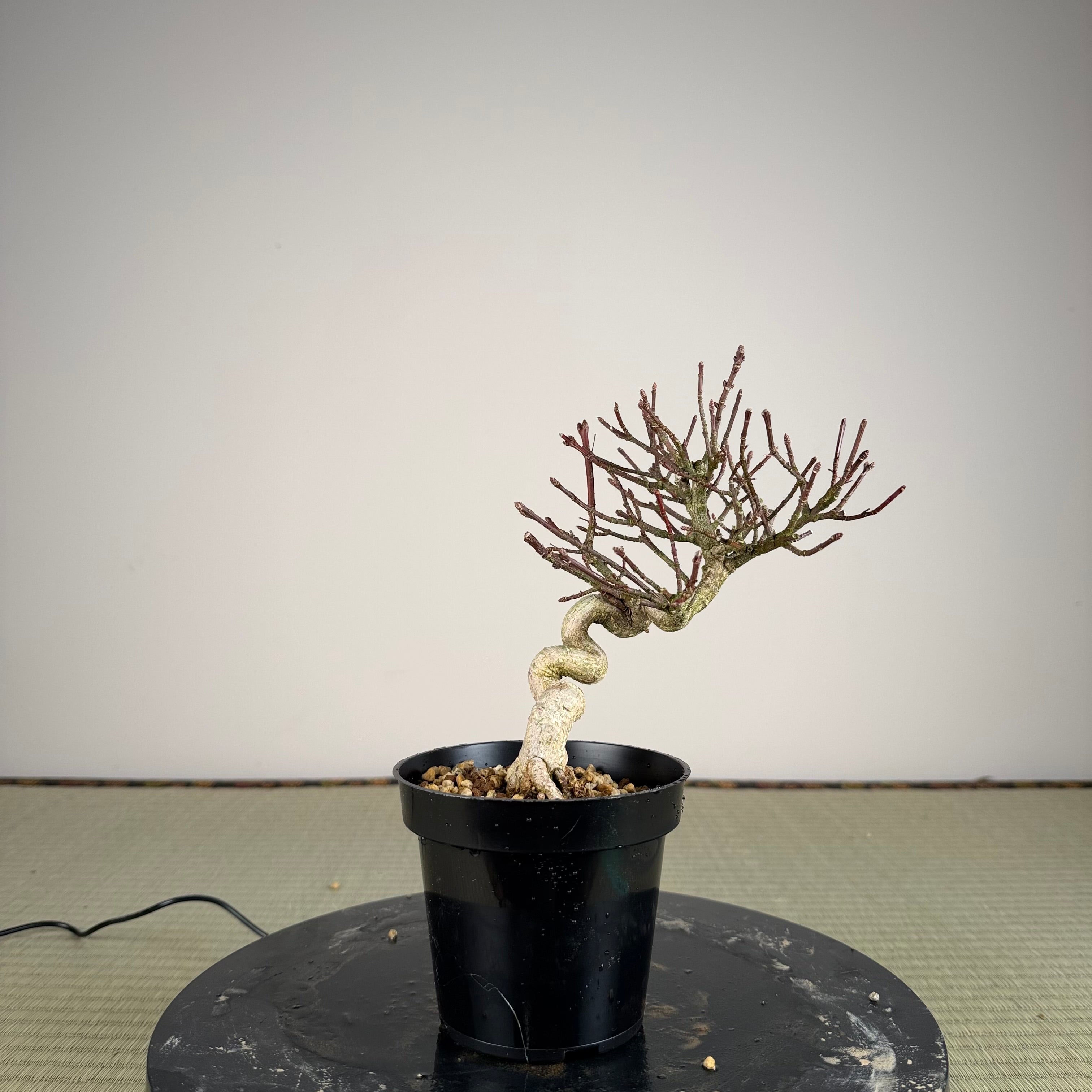 Euonymus