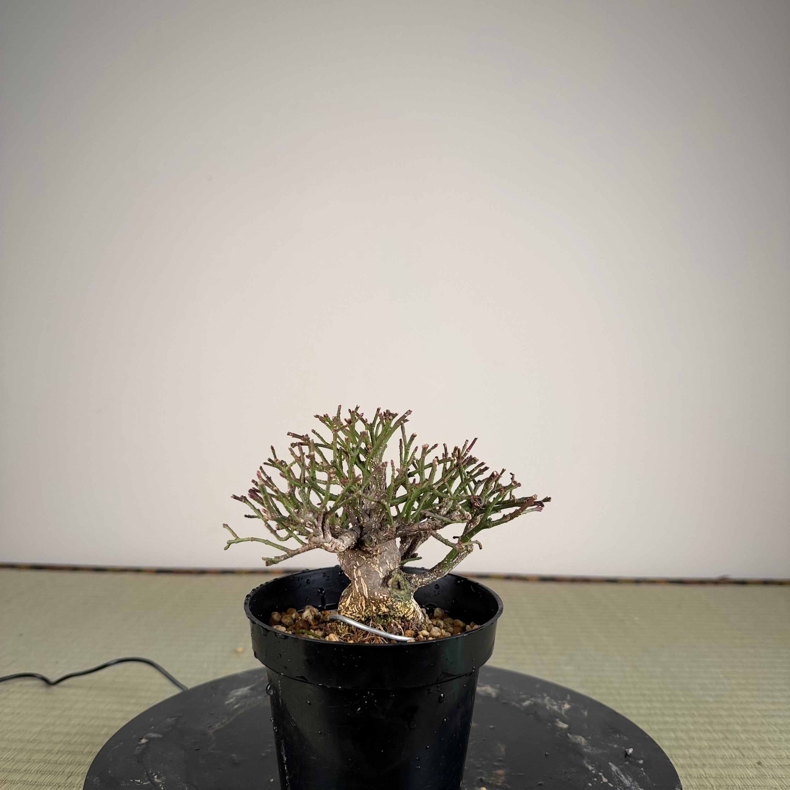 Euonymus