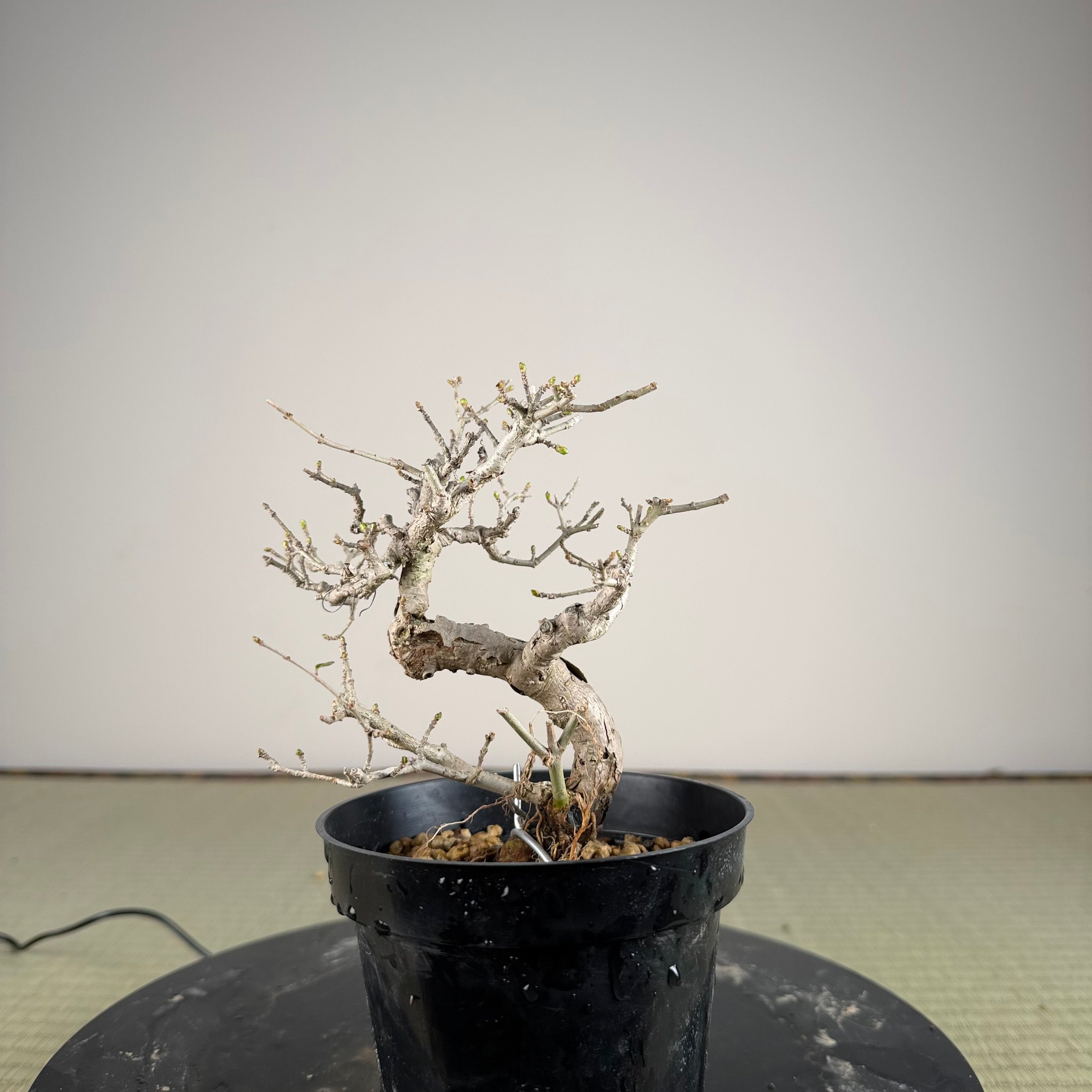 Ligustrum