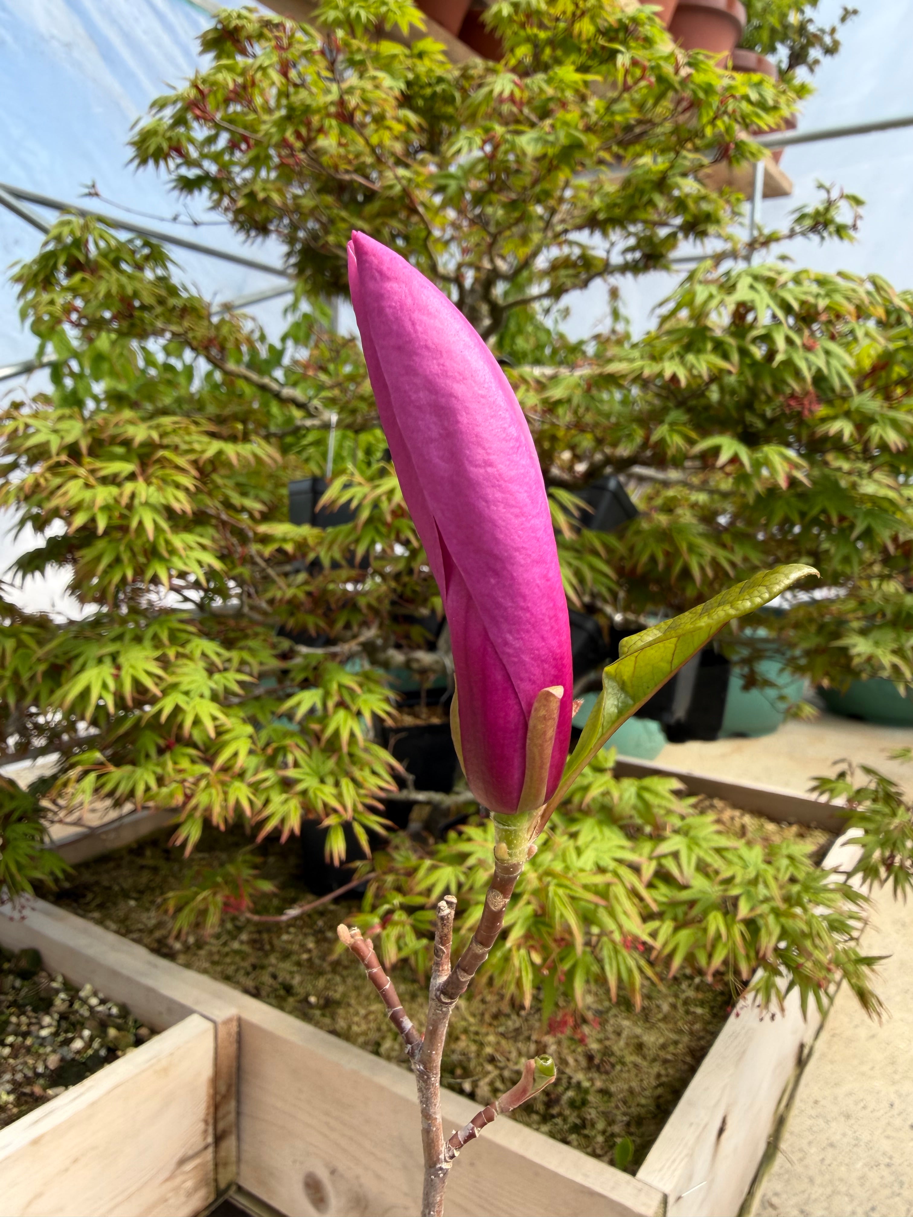 Magnolia (large; purple flower)