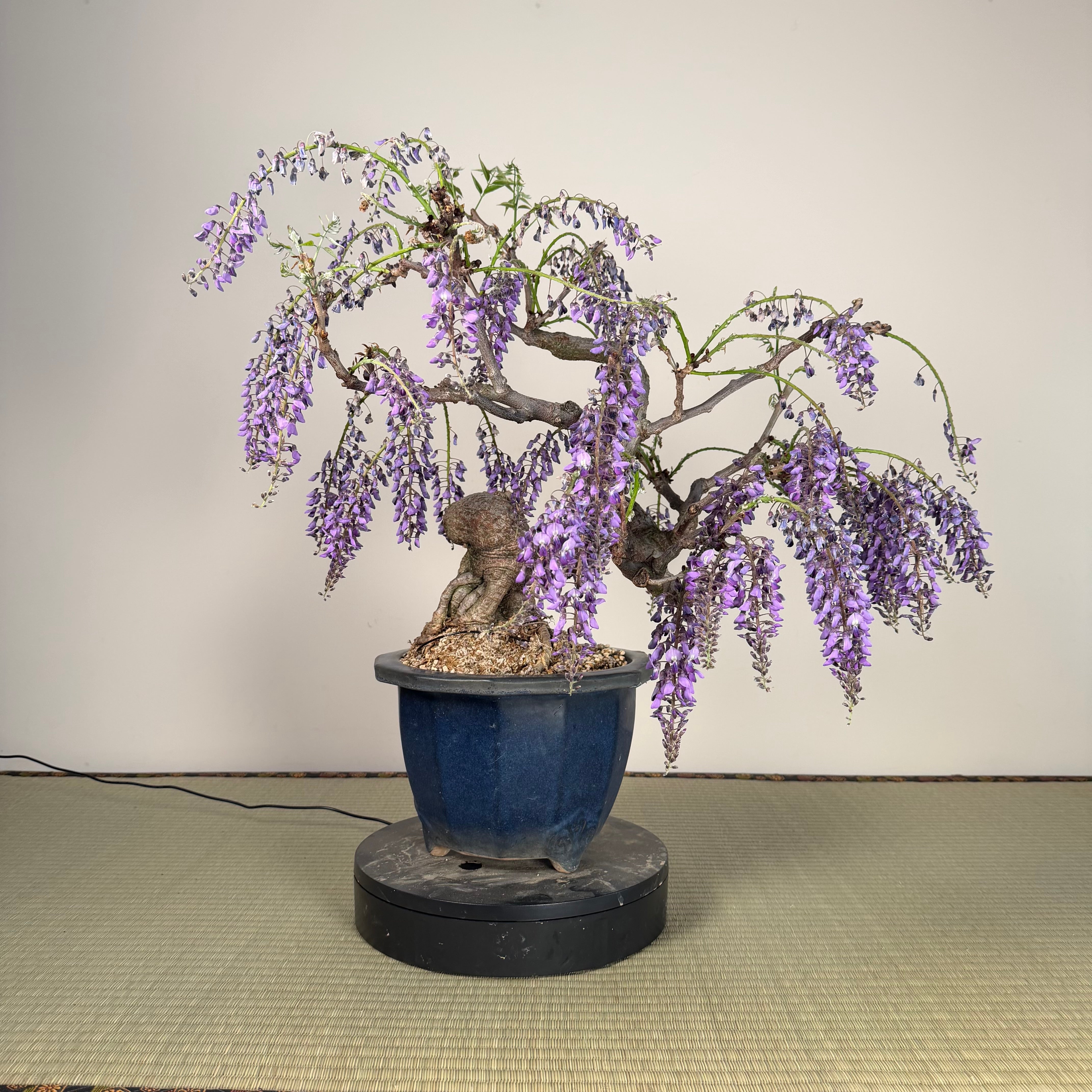 Wisteria floribunda