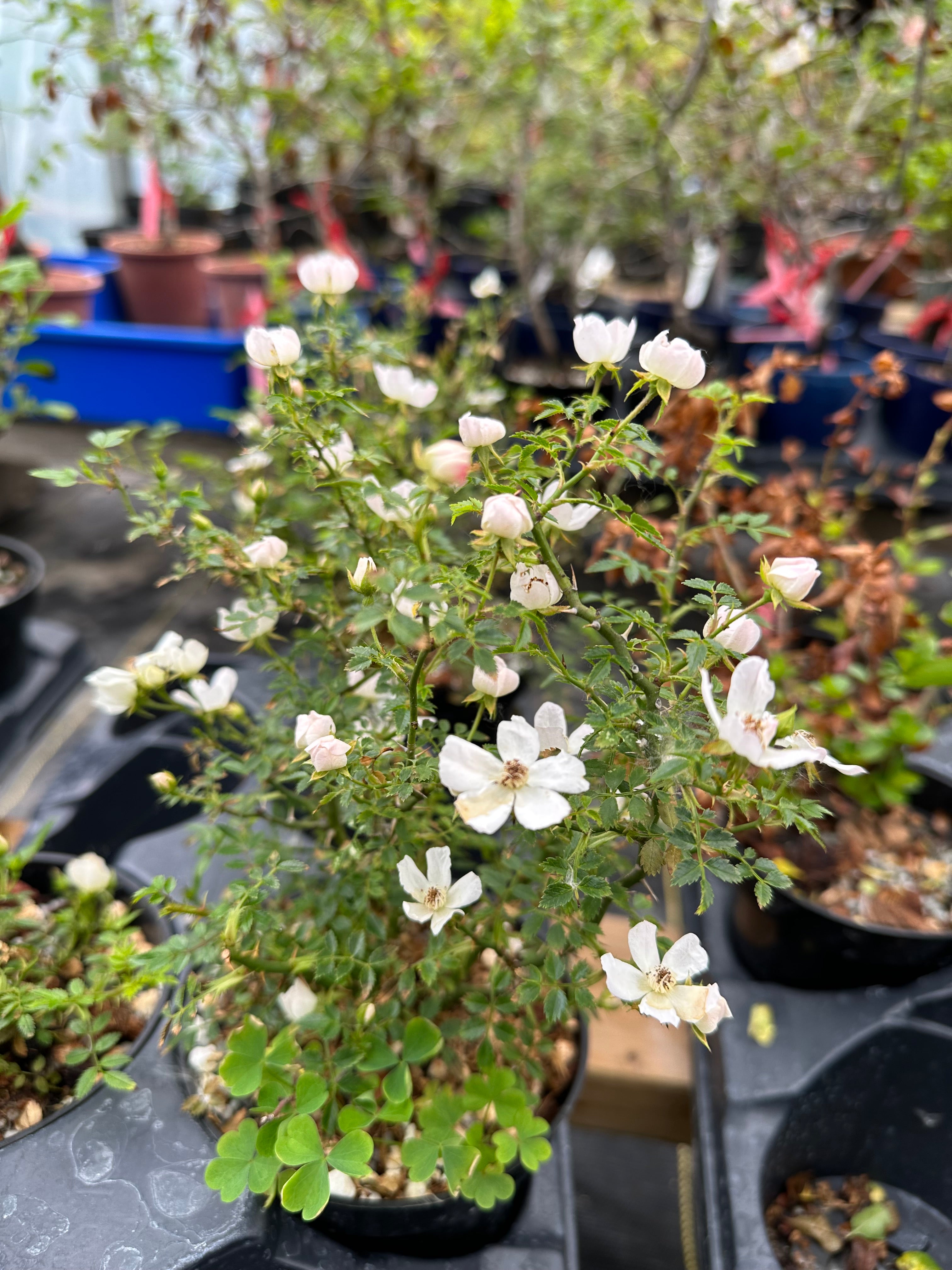 ROSE (white & pink)