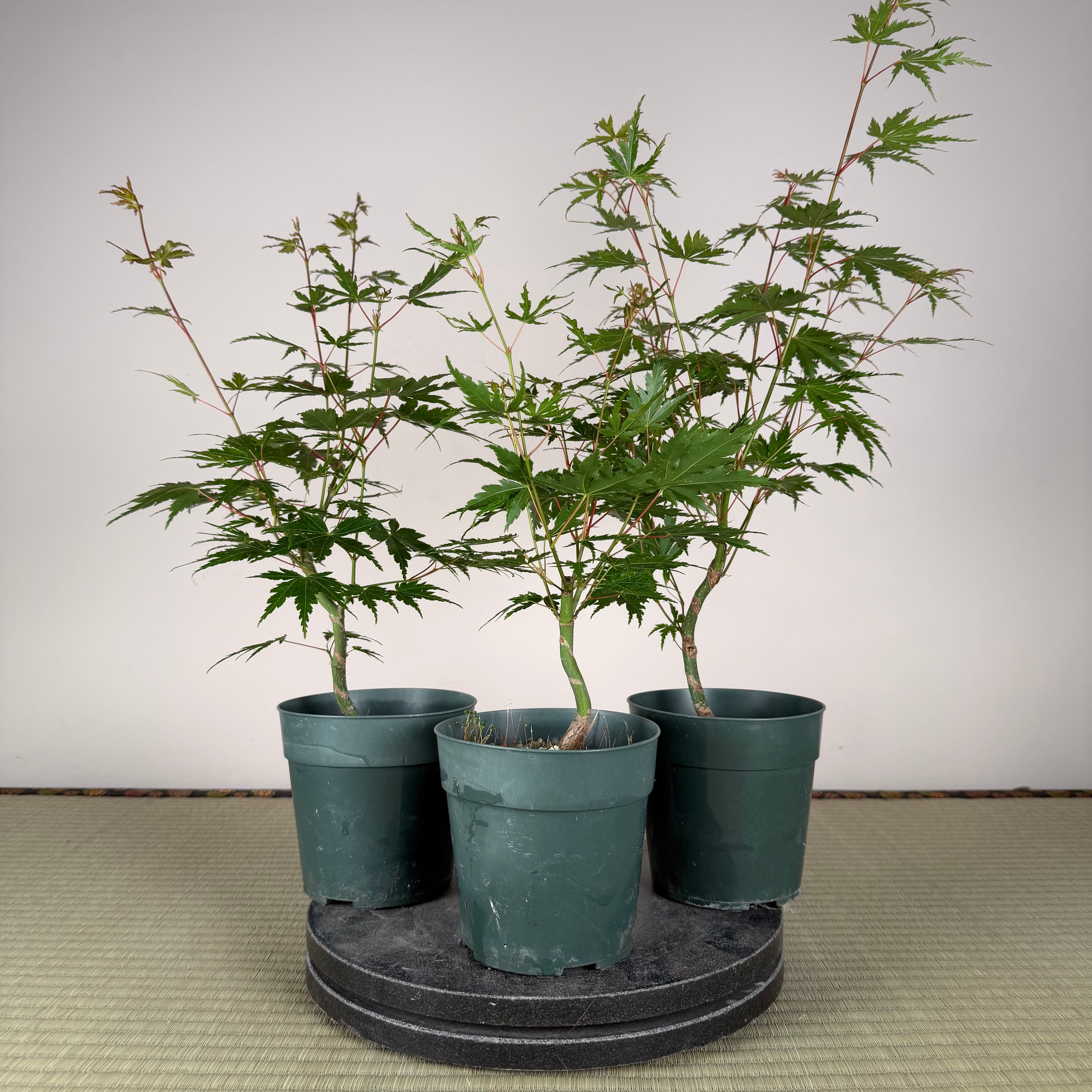 Acer palmatum 'Katsura' (taille réduite)