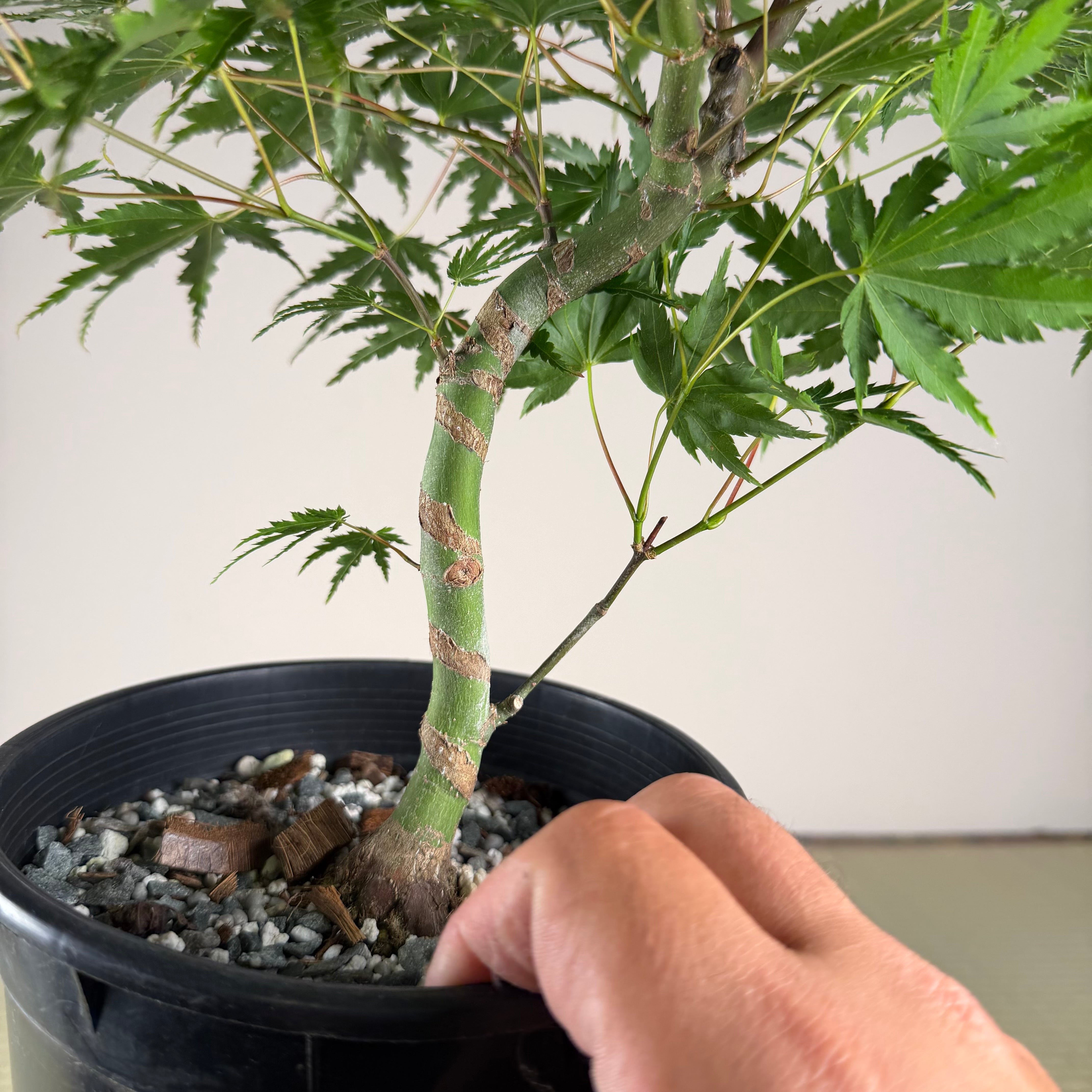 Acer palmatum 'Katsura' (taille réduite)