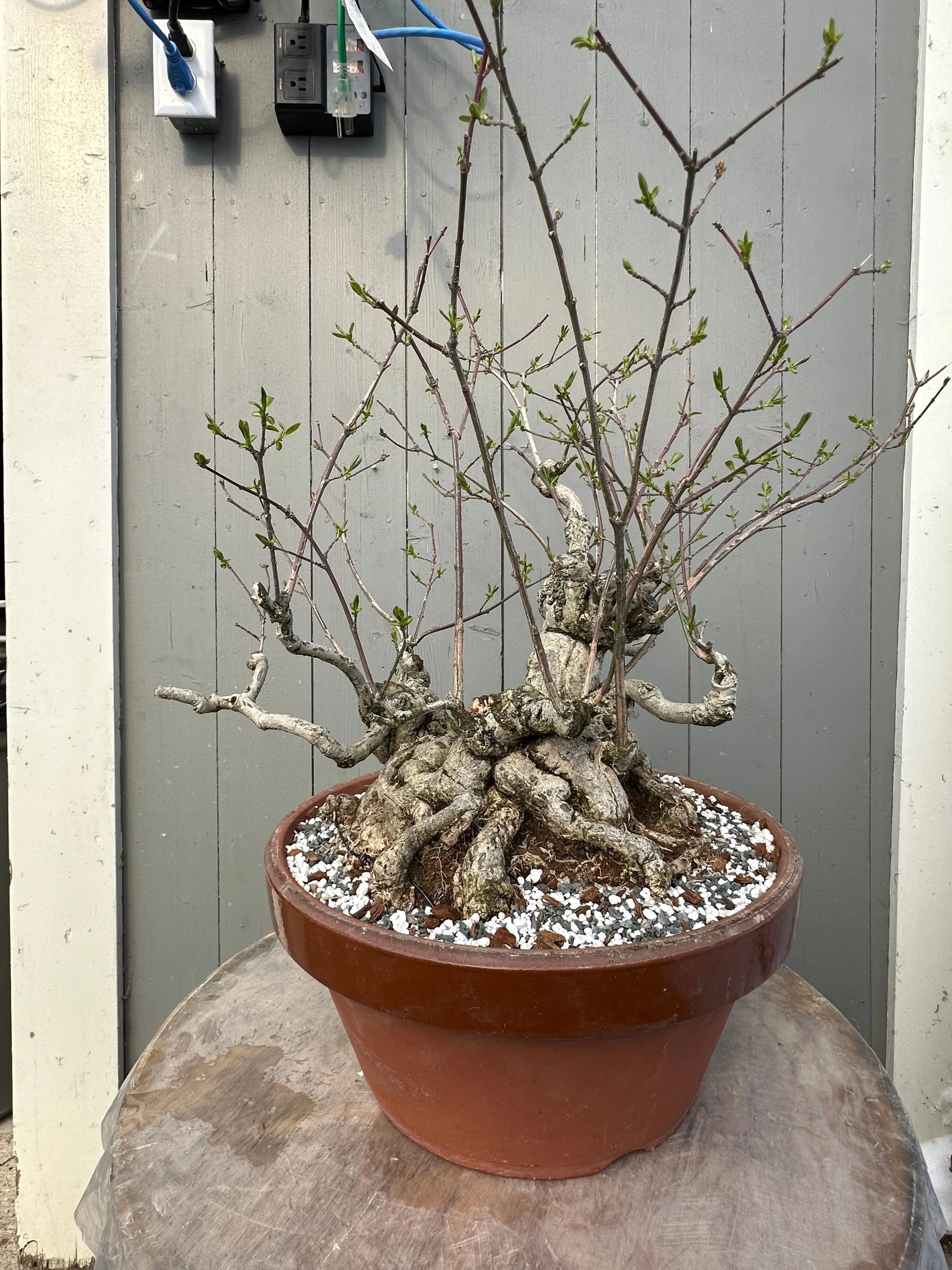 Euonymus #2 Canada Bonsai