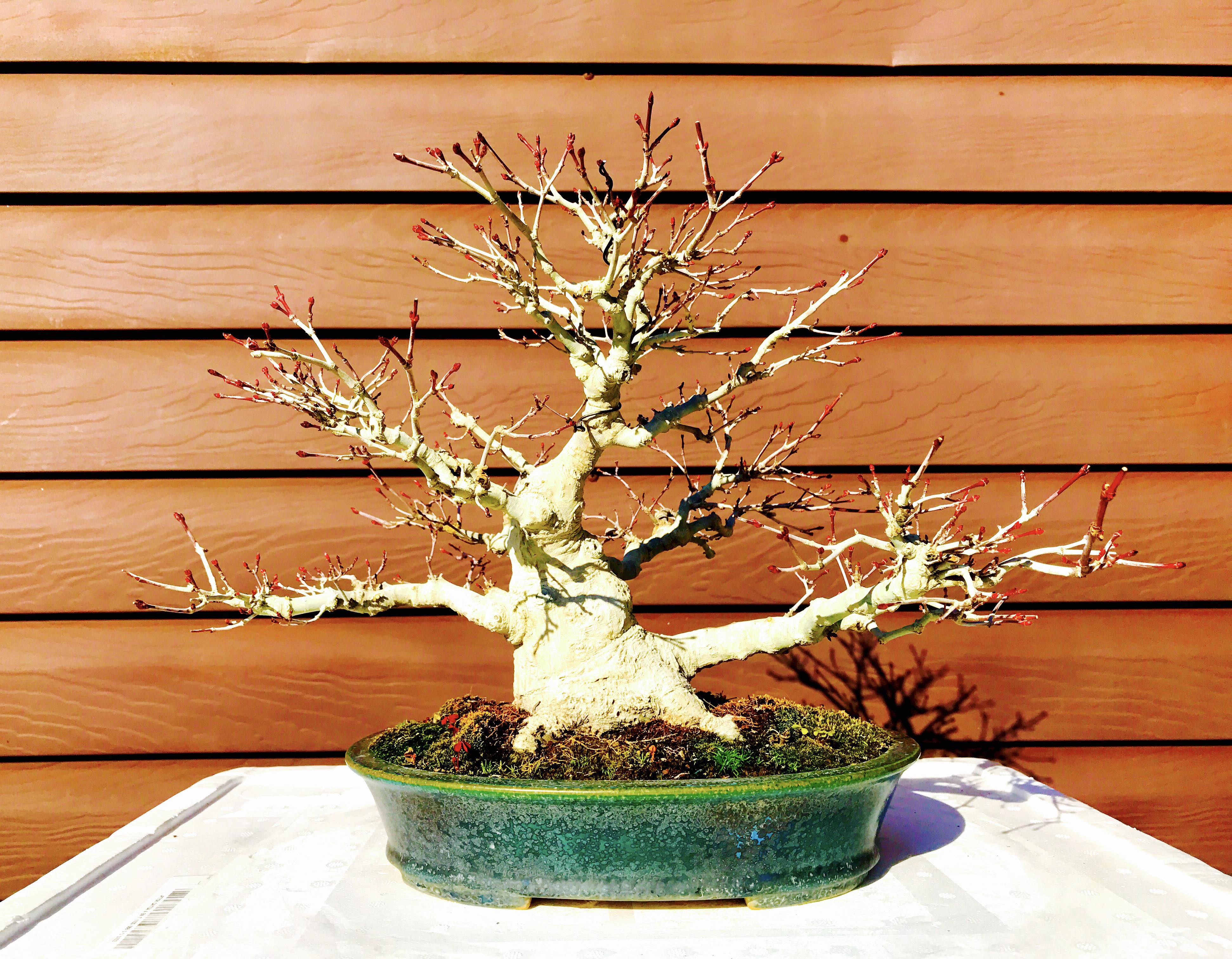 Acer palmatum 'Deshojo'