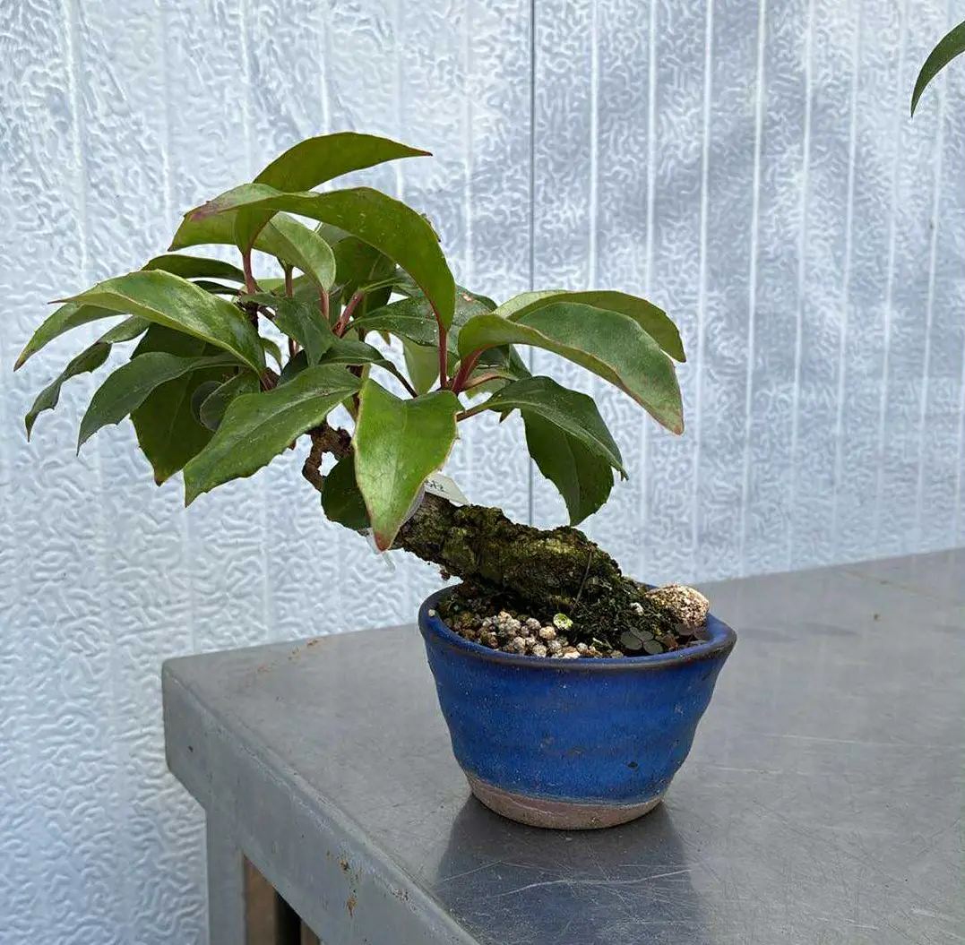Kadsura Canada Bonsai