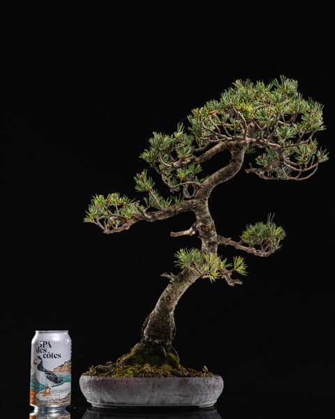 Pinus parvifolia 'Kokonoe'