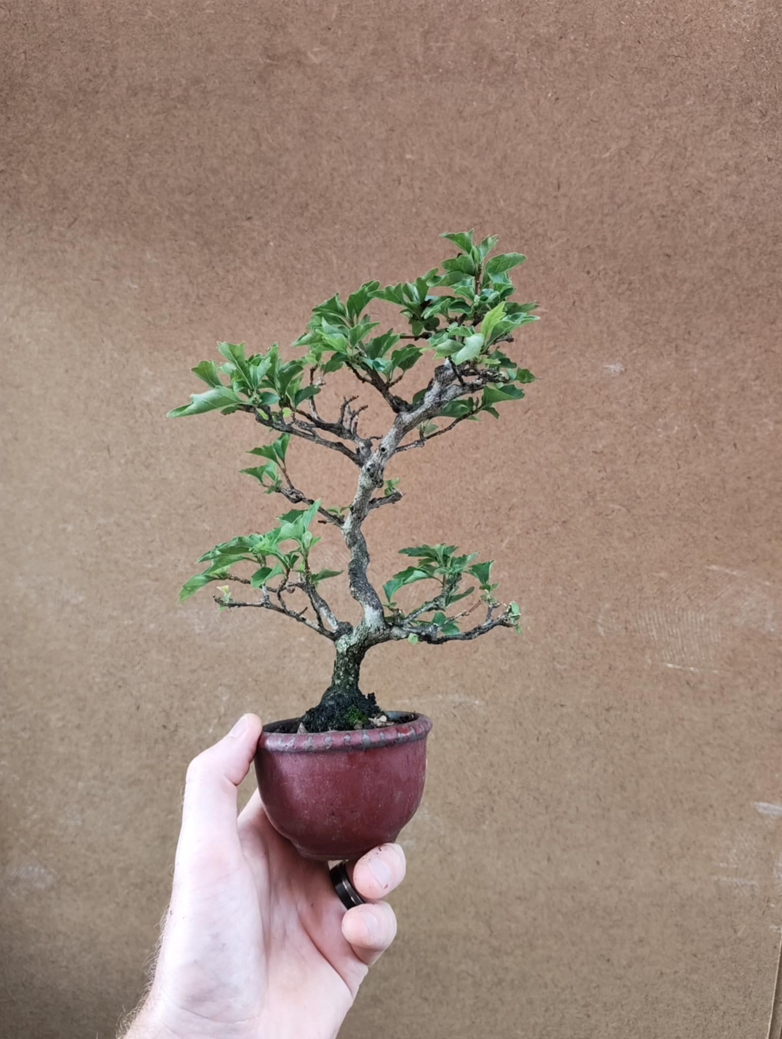 Premna japonica
