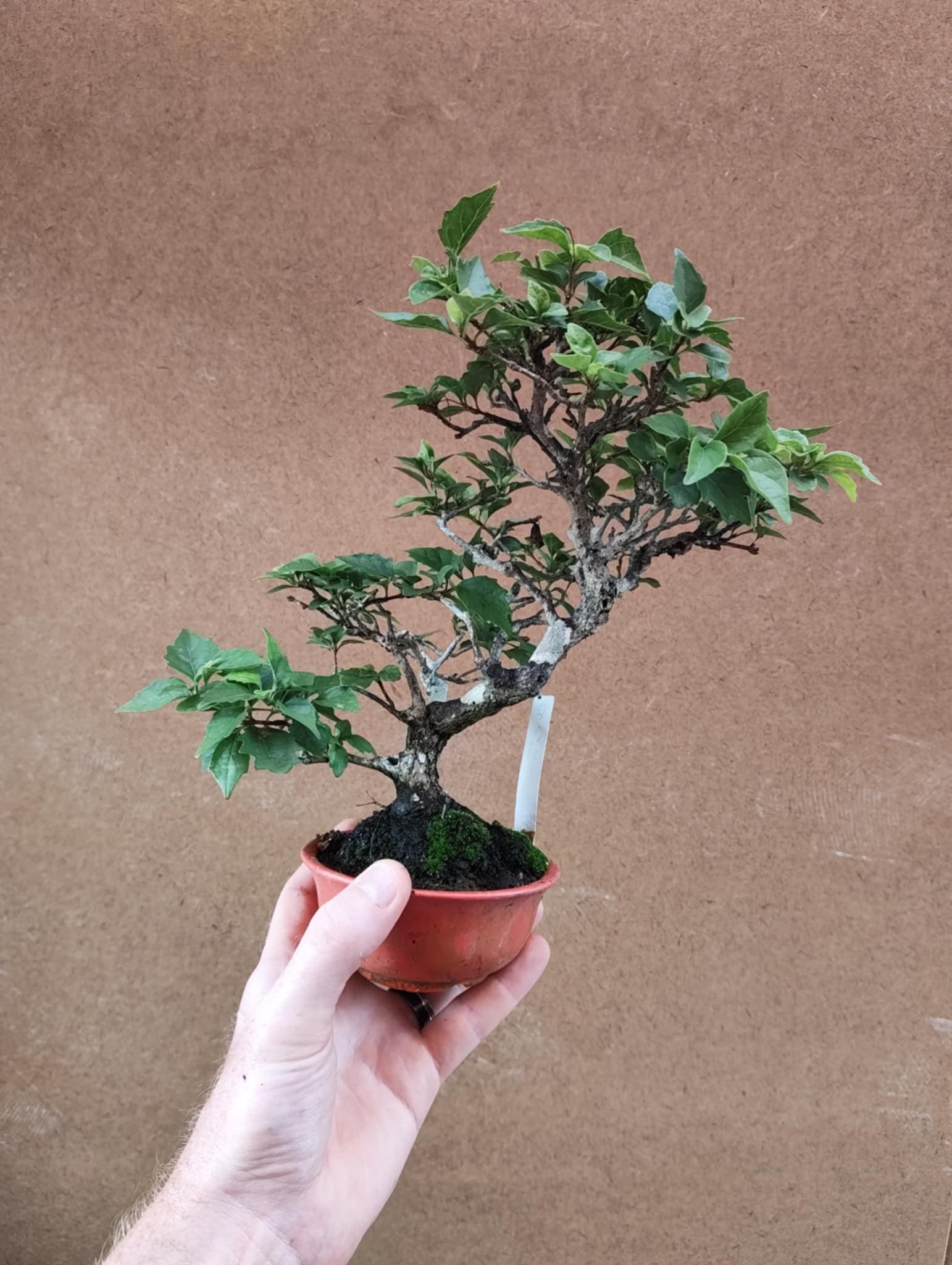 Premna japonica