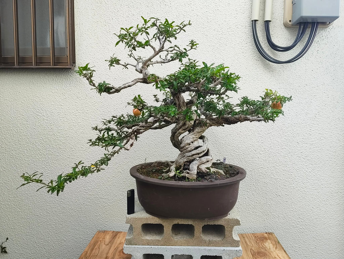 Punica (cultivar inhabituel)