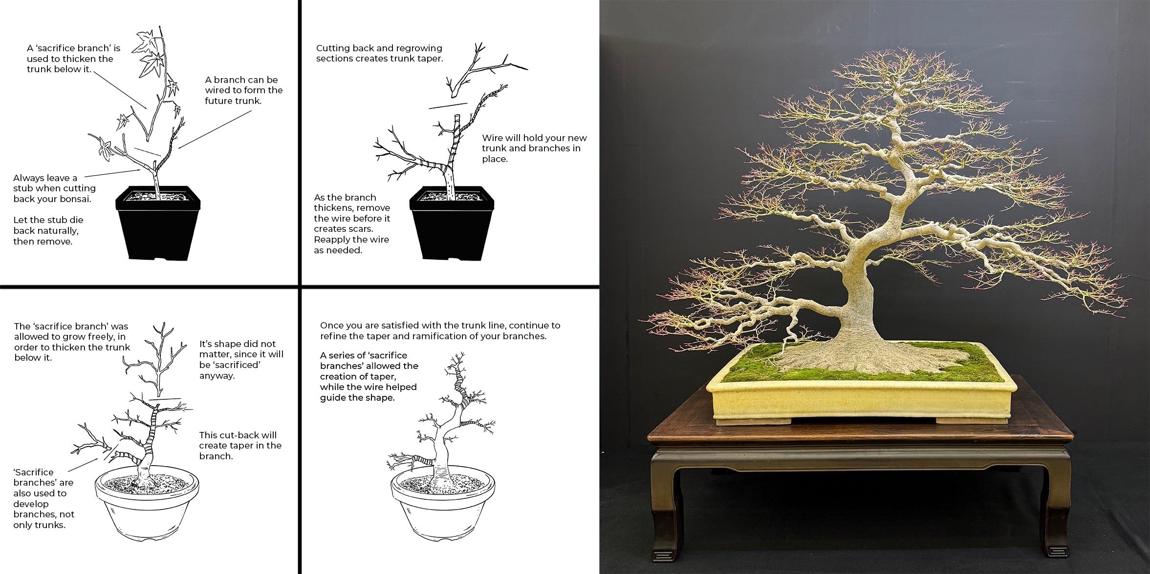 Acer palmatum 'Deshojo' (1 unit) (2027)