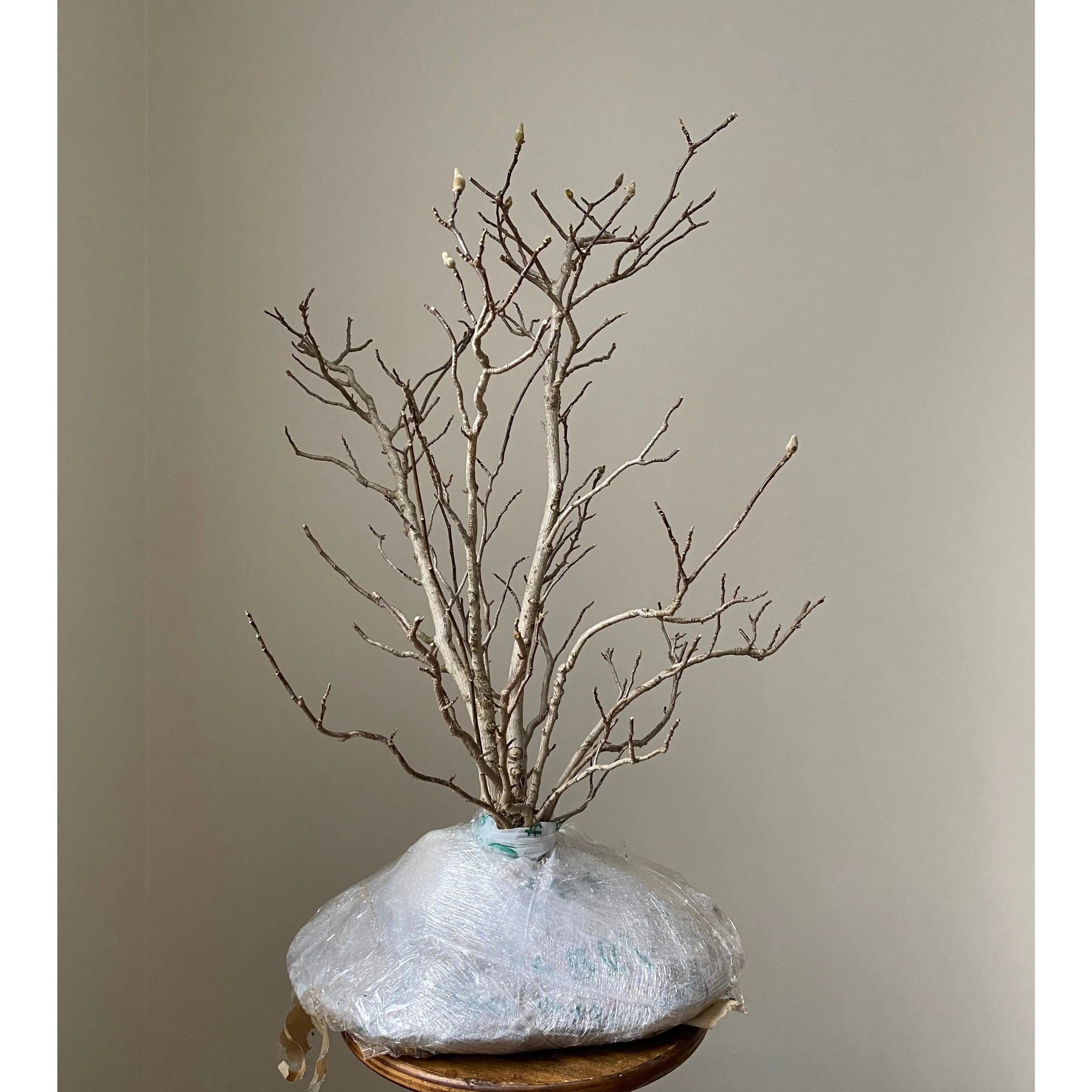 Magnolia Karasu bonsai tree — Canada Bonsai