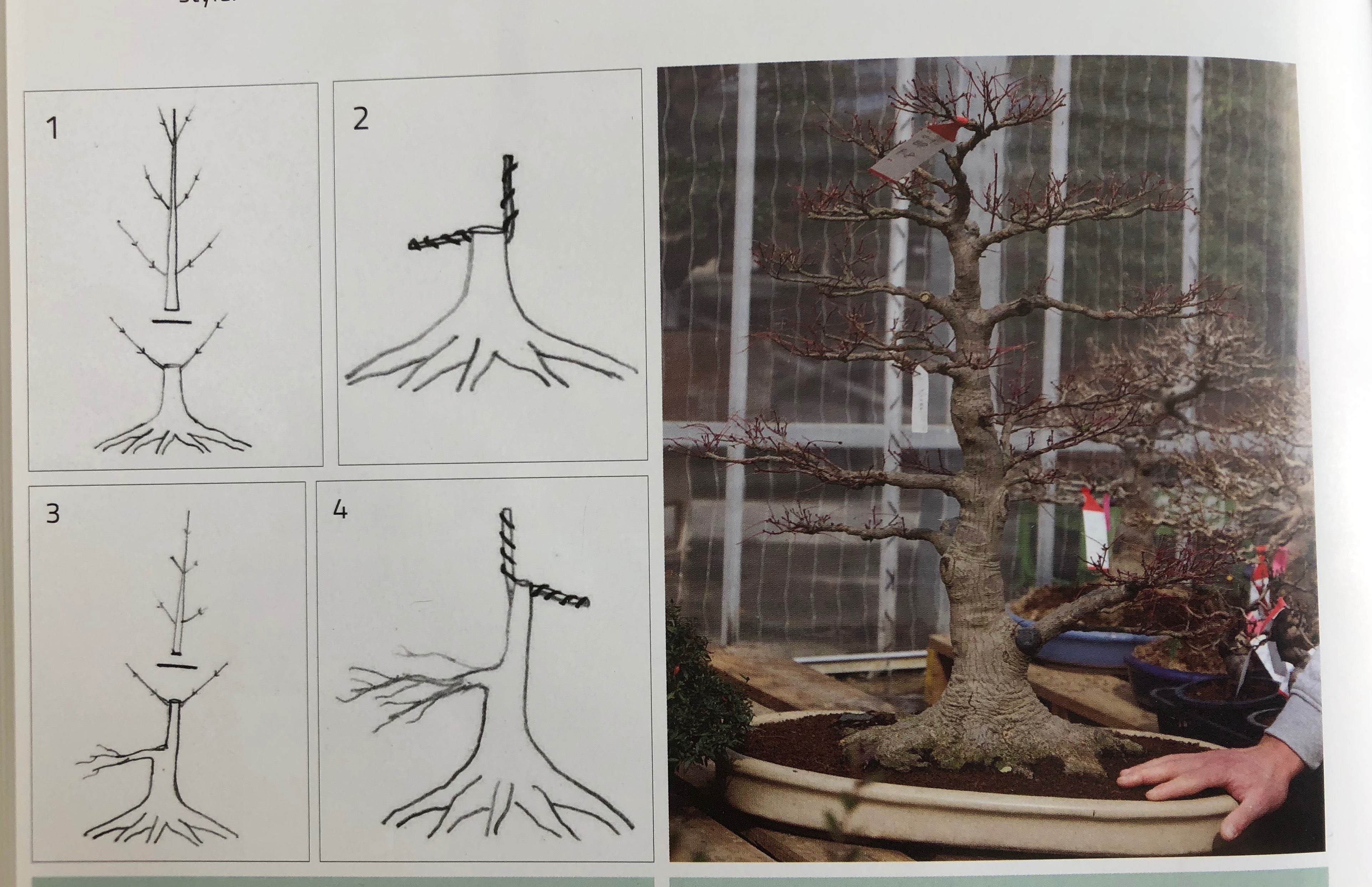 Acer palmatum 'Deshojo' (5 units) (2025)