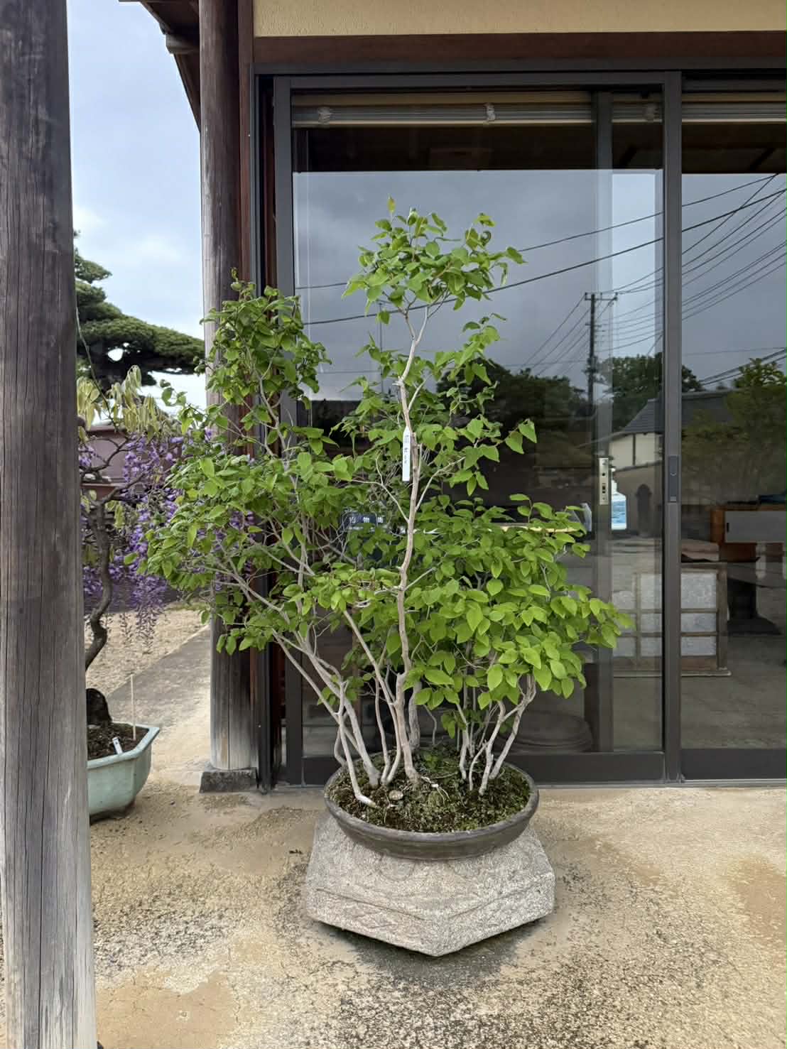 Lindera