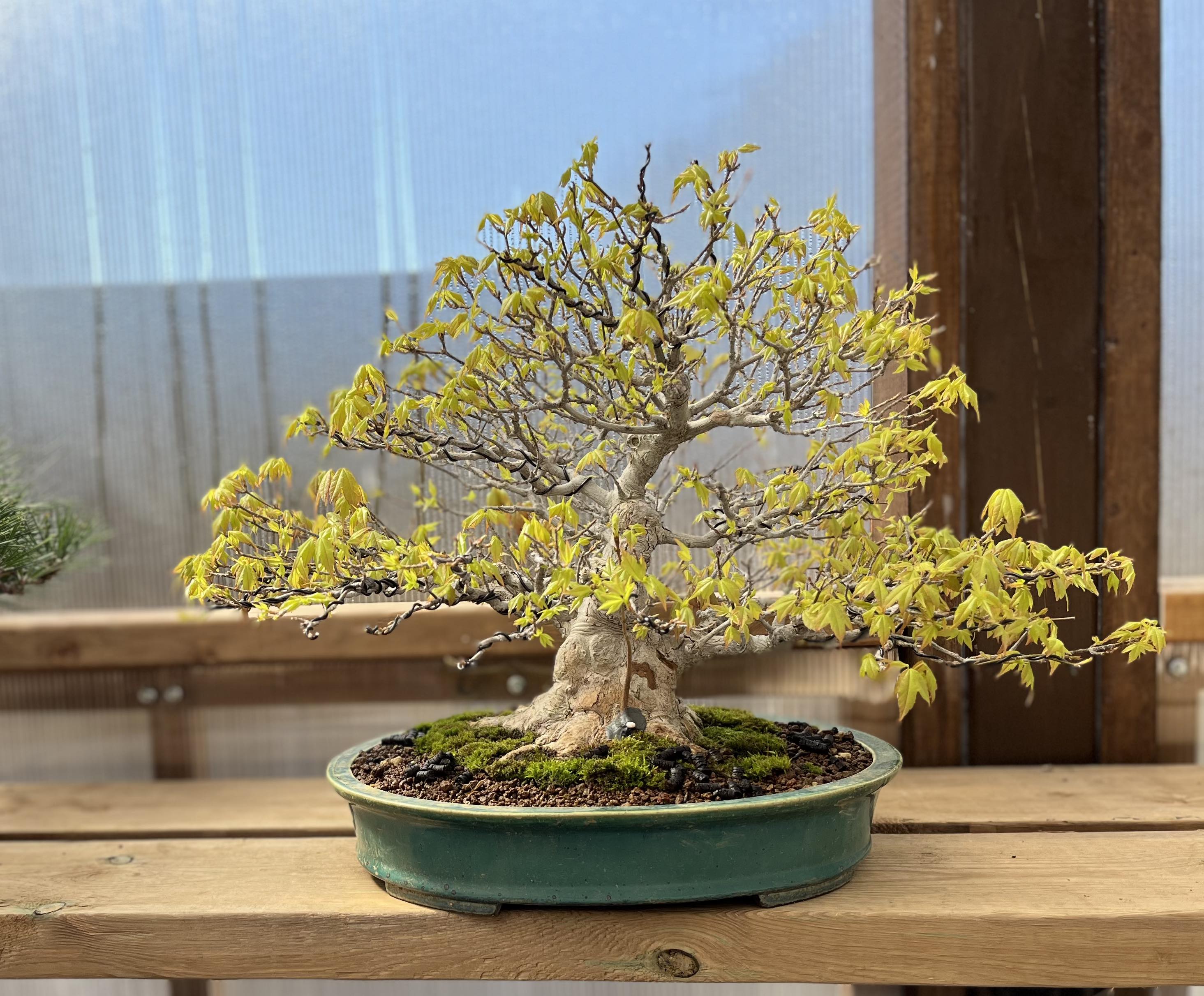 Acer buergerianum