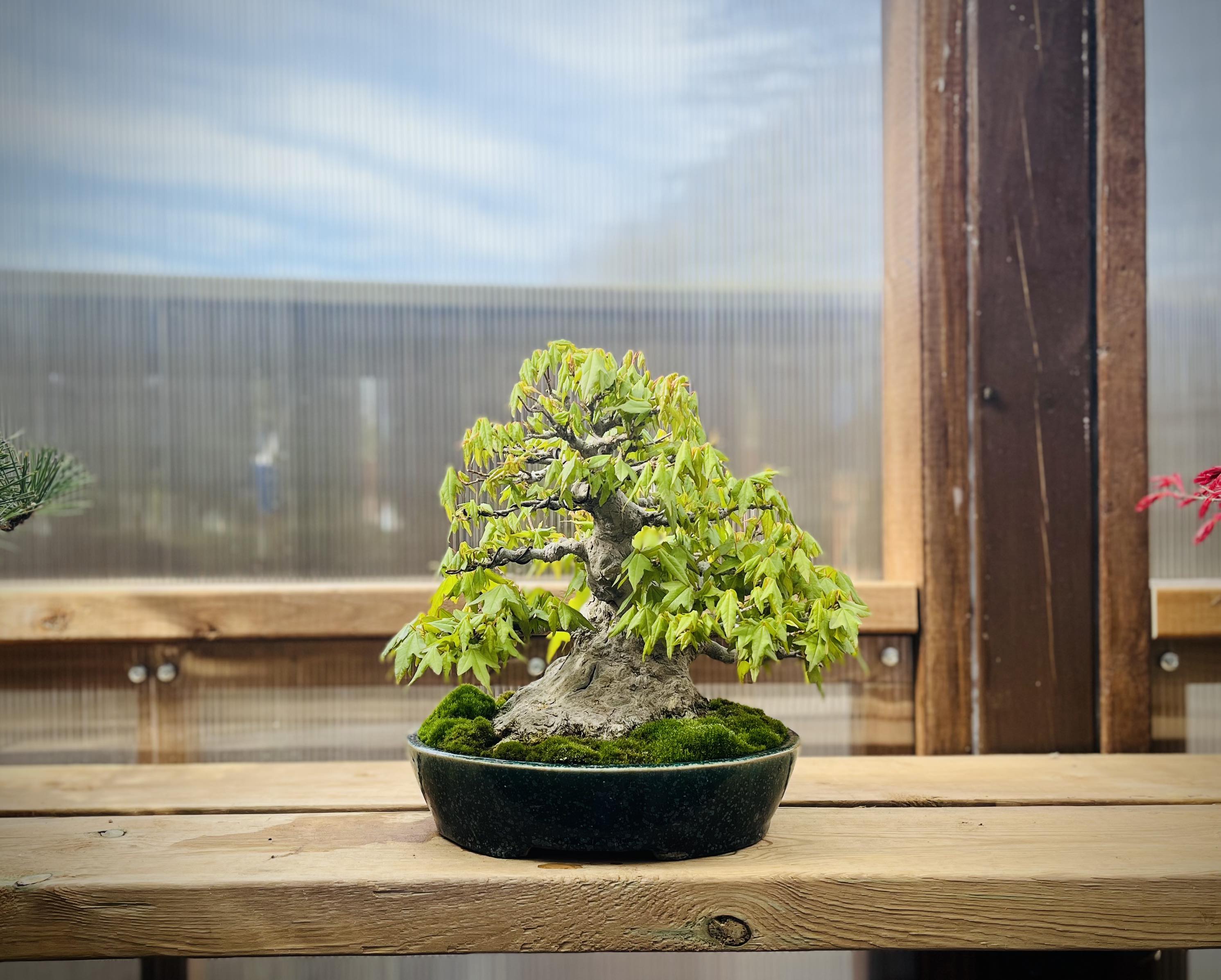 Acer buergerianum