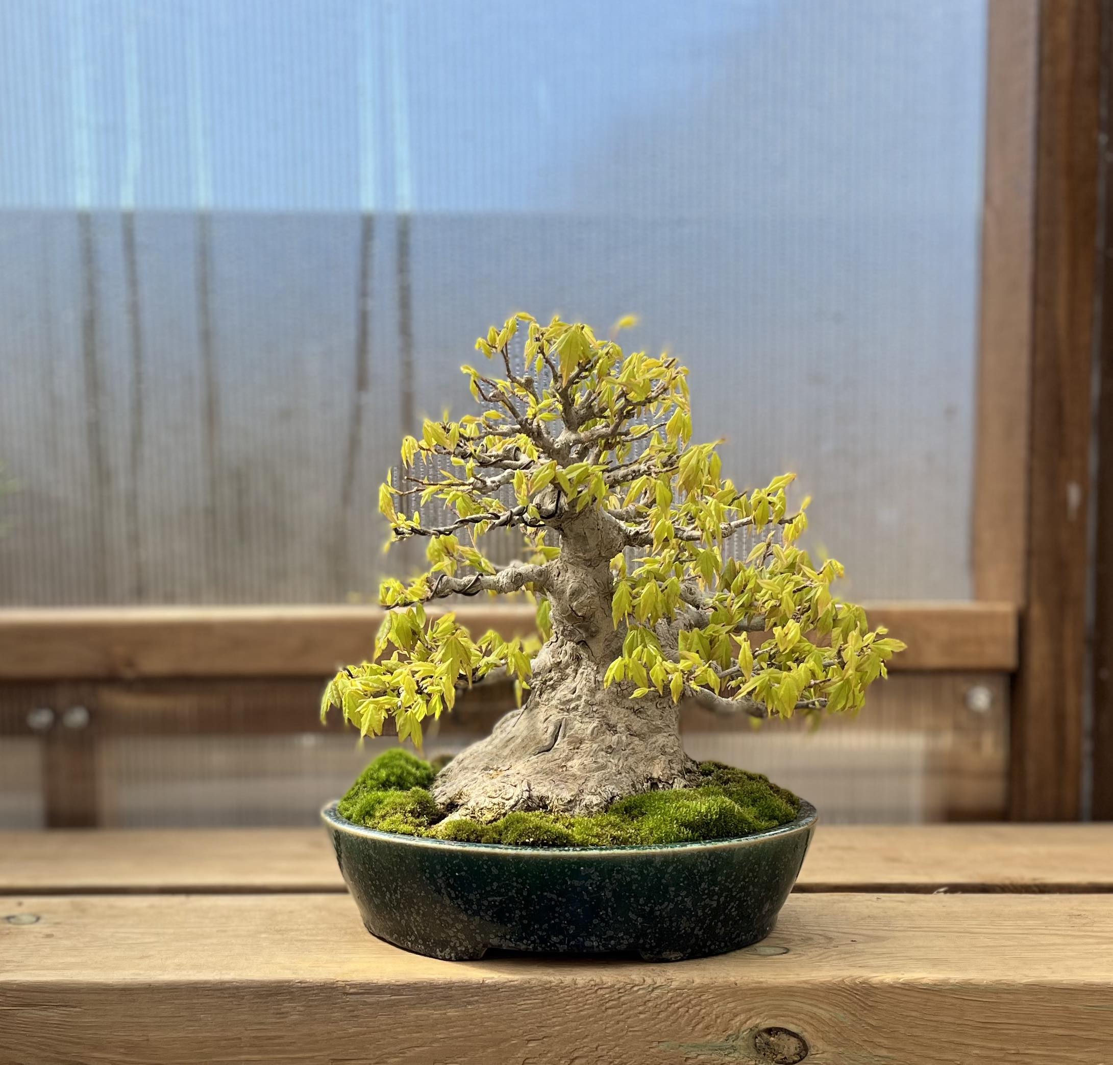 Acer buergerianum