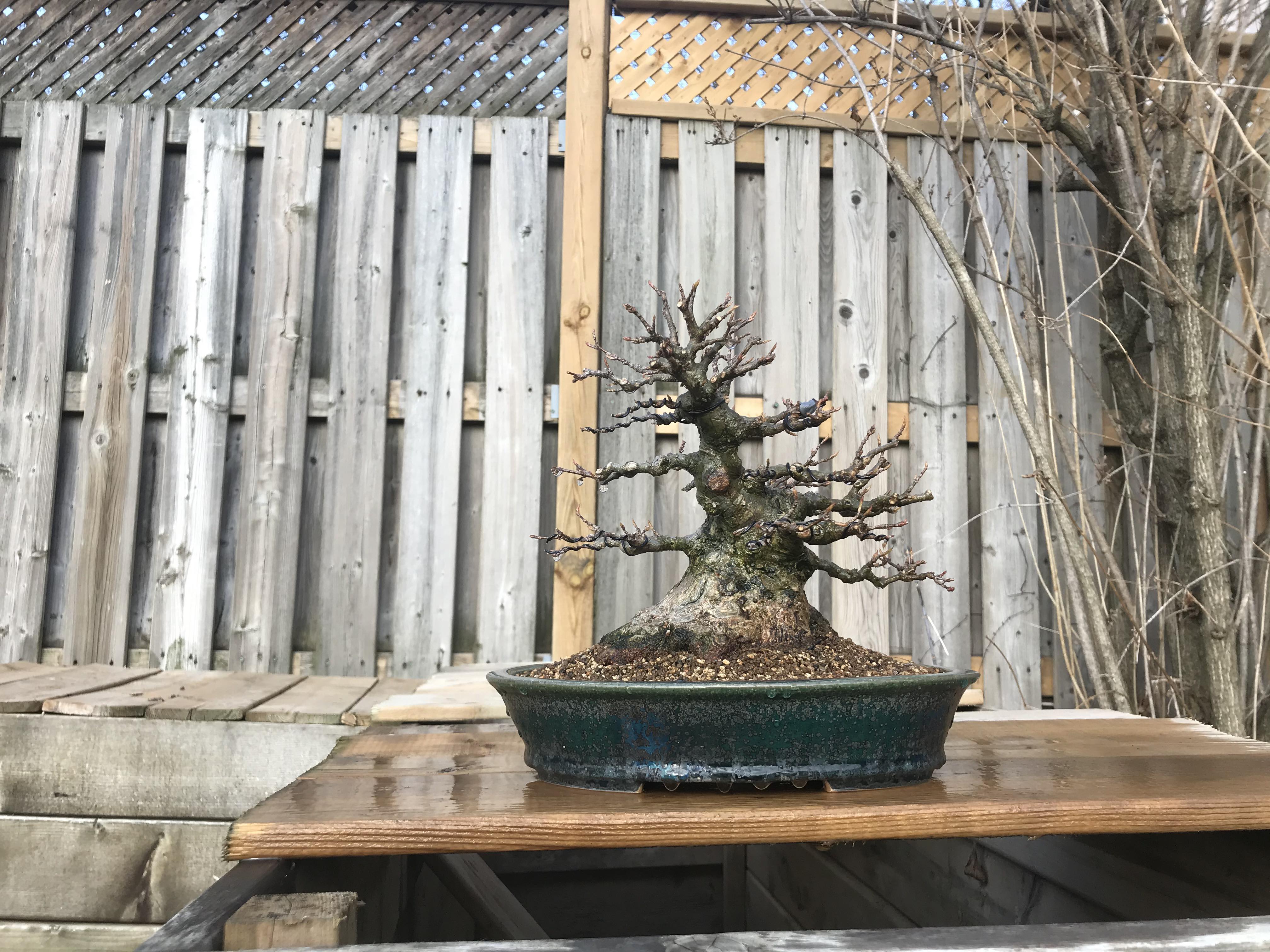 Acer buergerianum