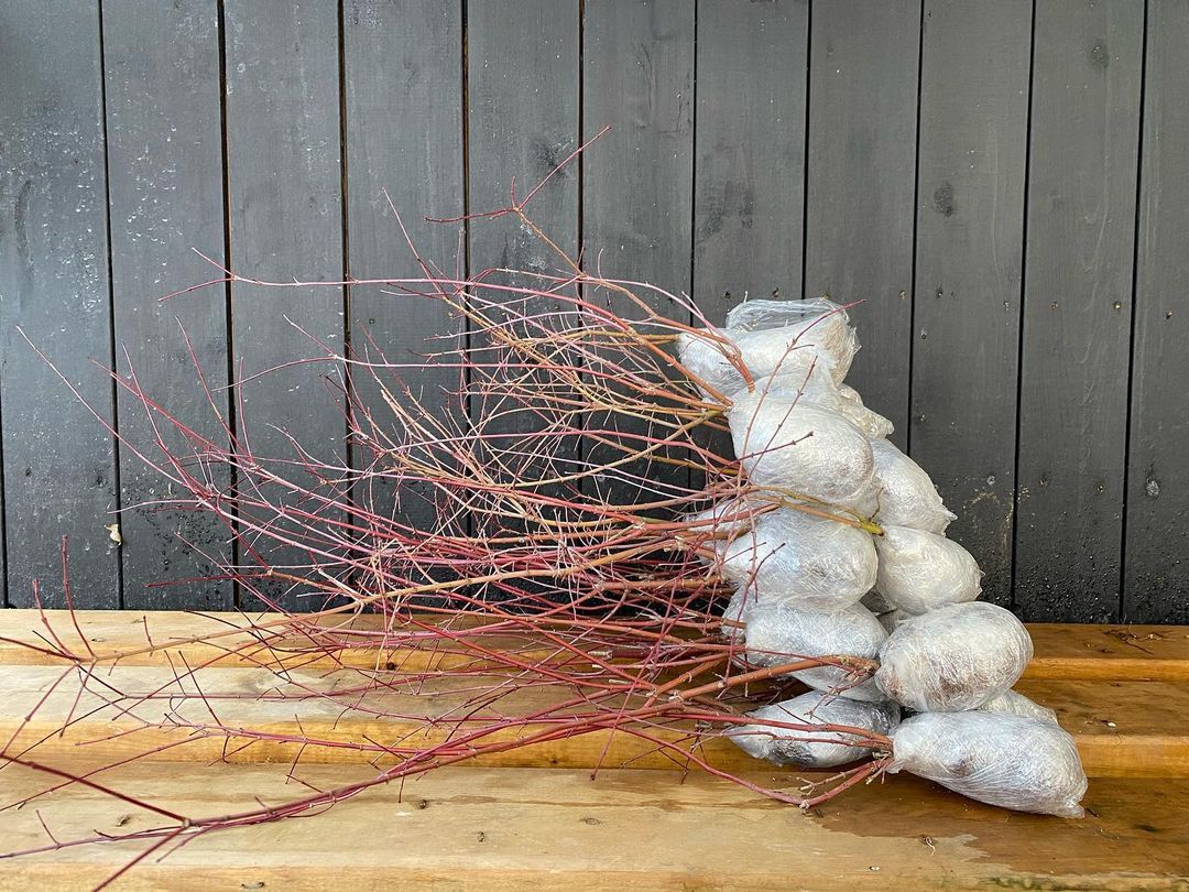 Acer palmatum 'Deshojo' (5 units) (2025)