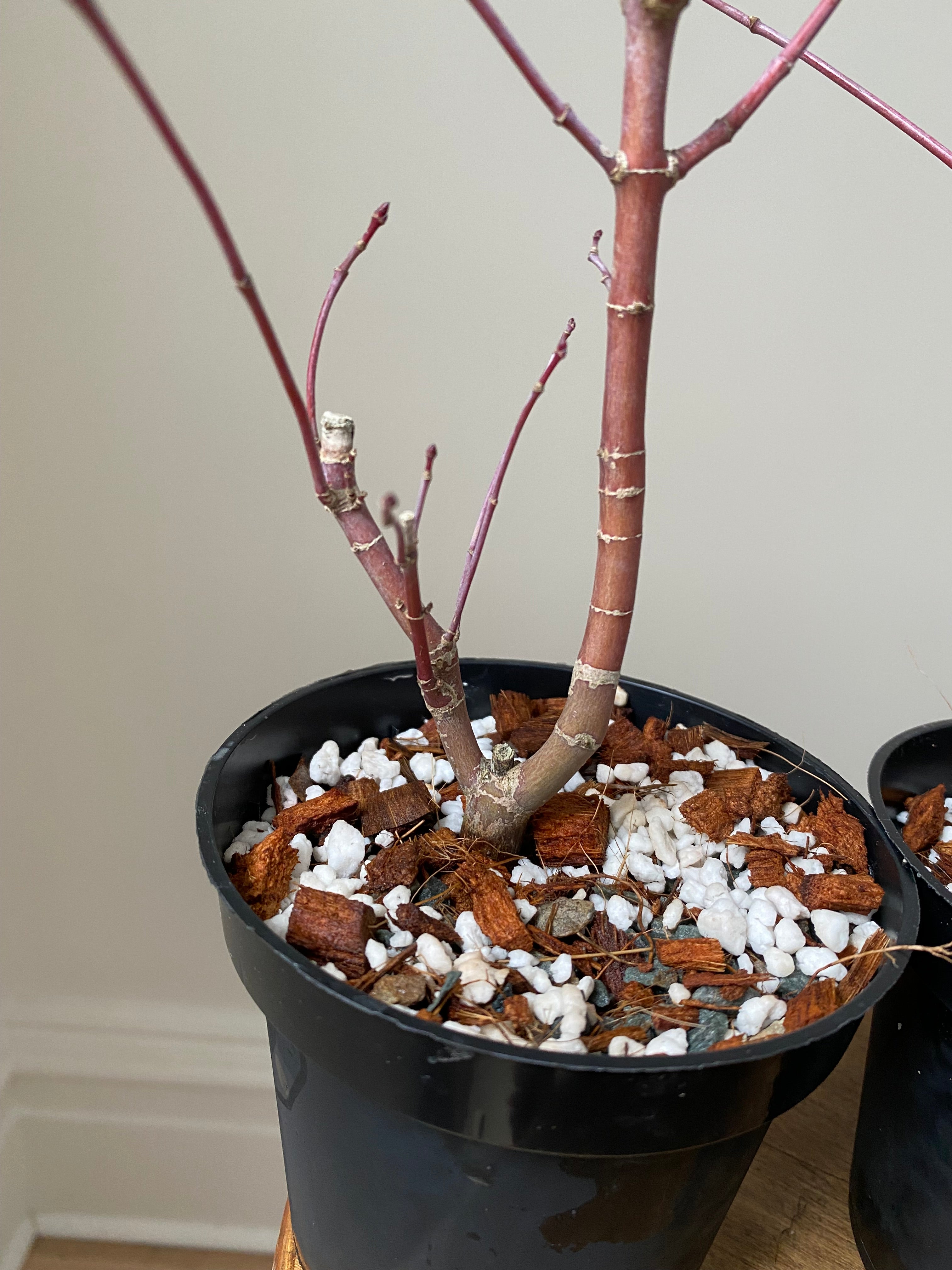 Acer palmatum 'Deshojo' (5 units) (2025)