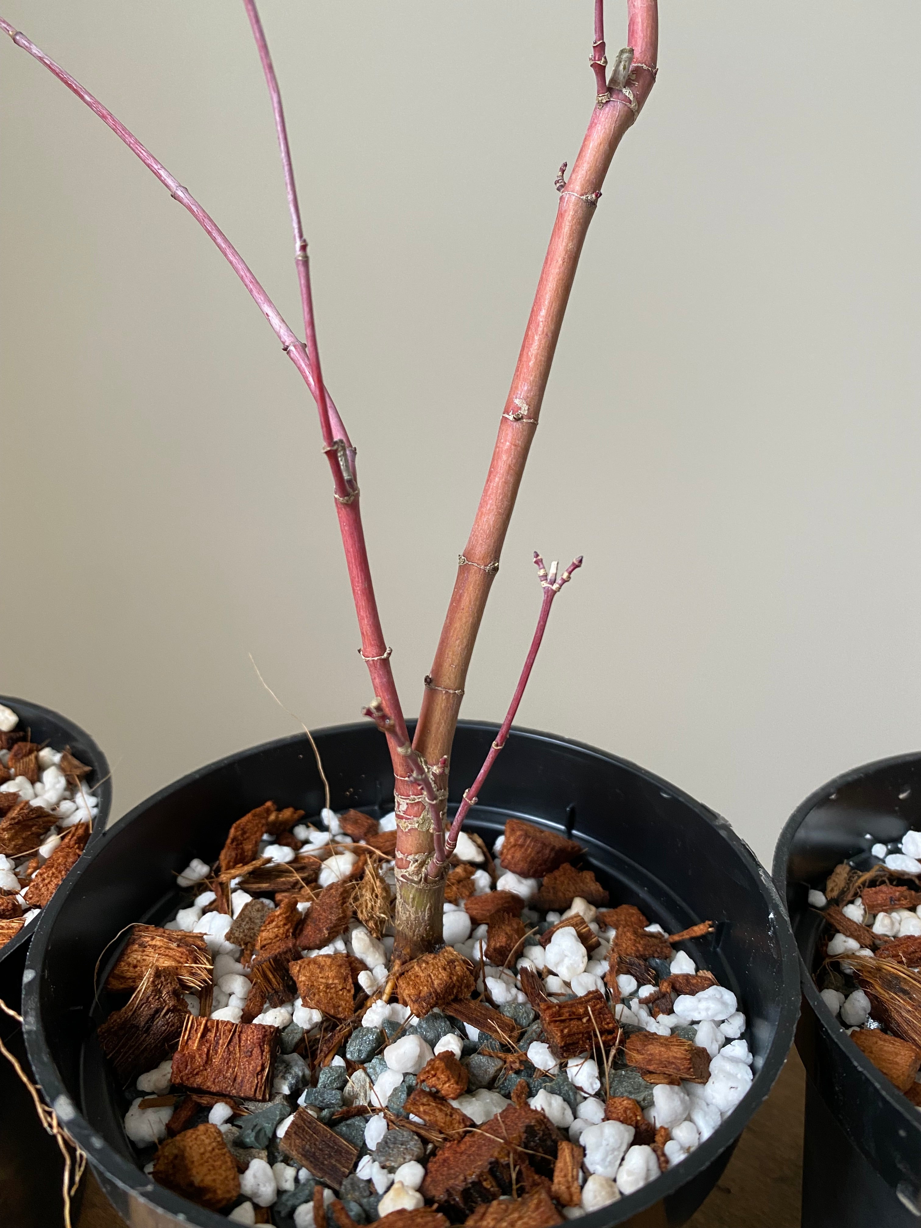 Acer palmatum 'Deshojo' (5 units) (2025)