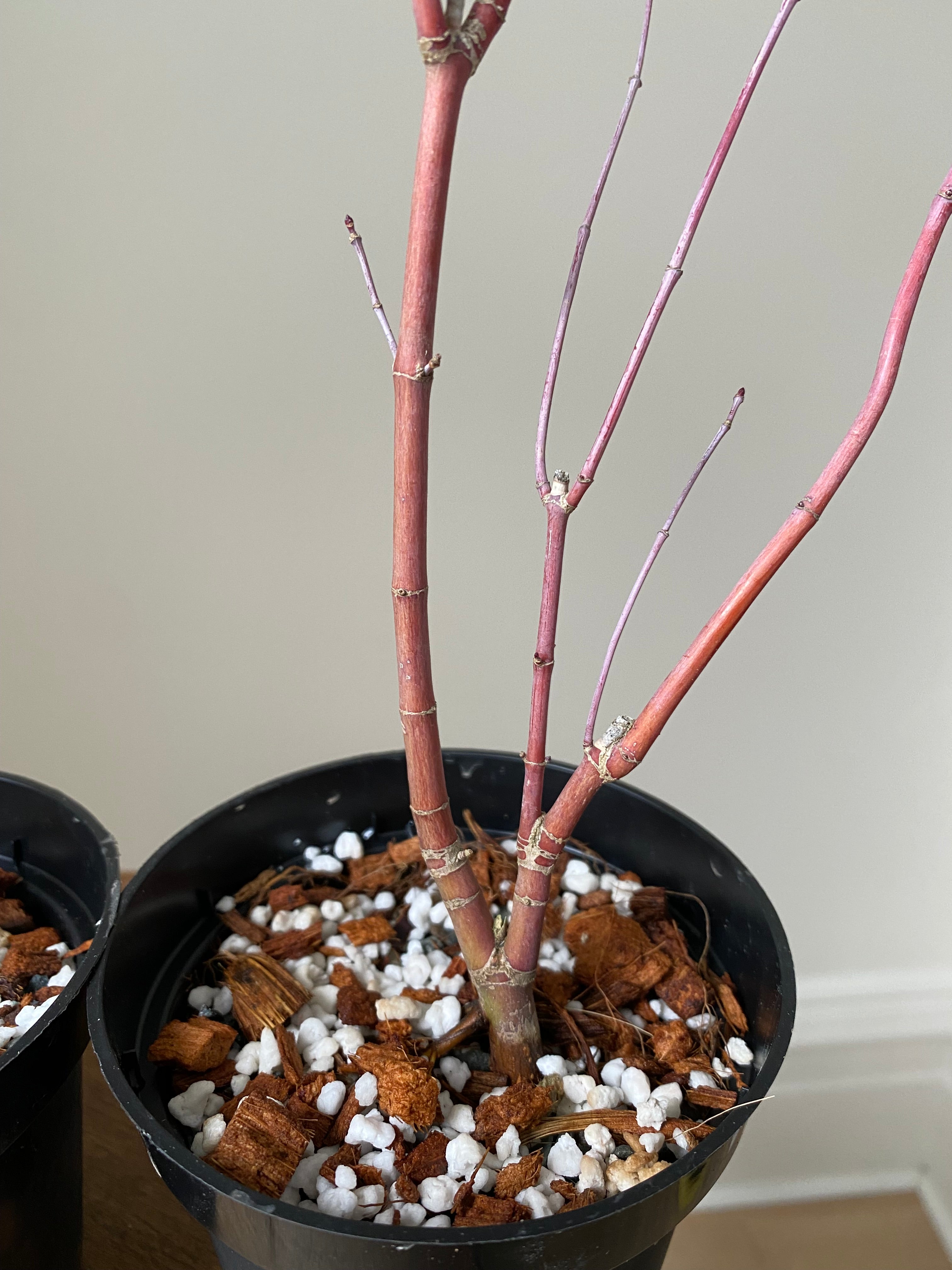 Acer palmatum 'Deshojo' (5 units) (2025)